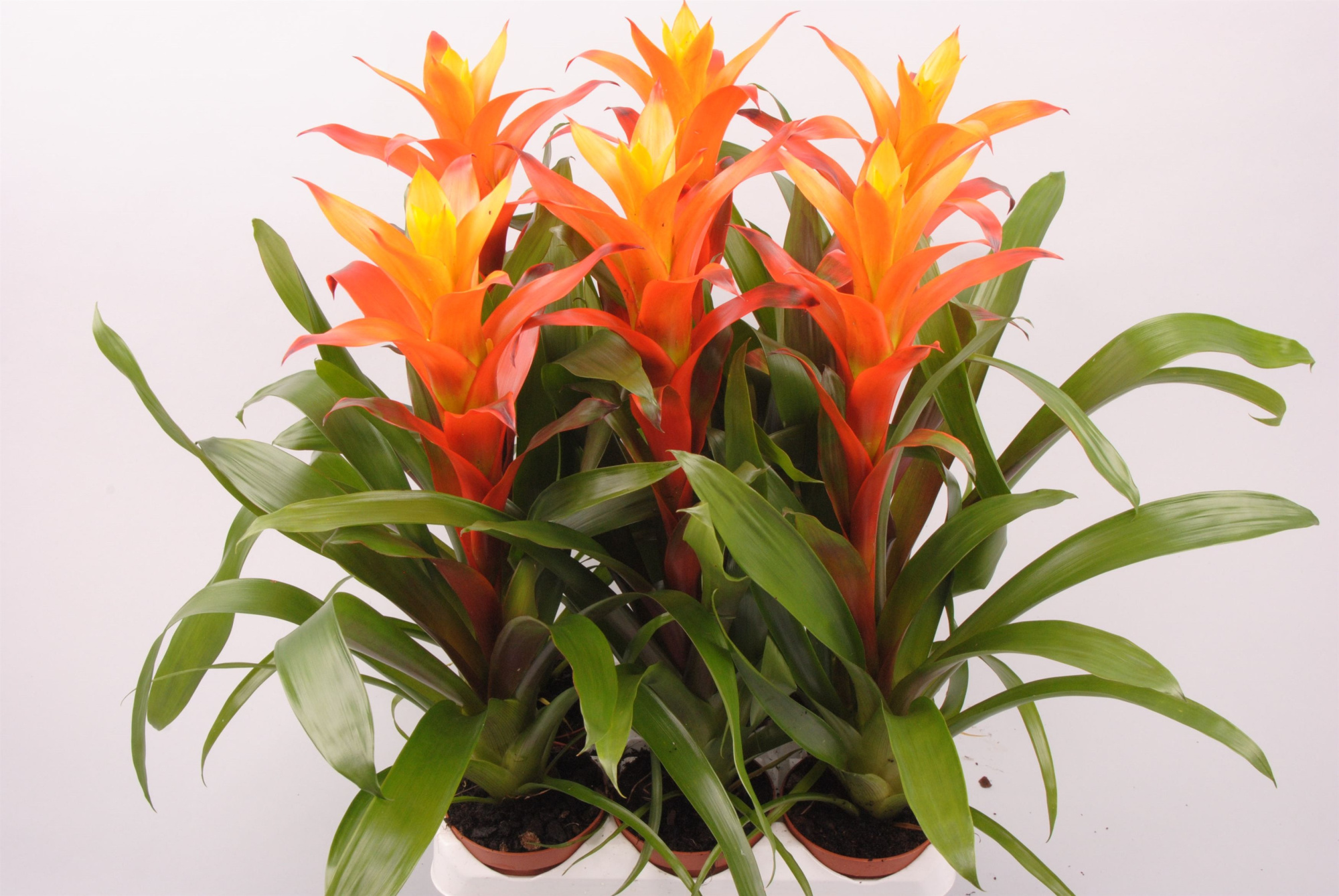 Guzmania Variada, D 9 cm