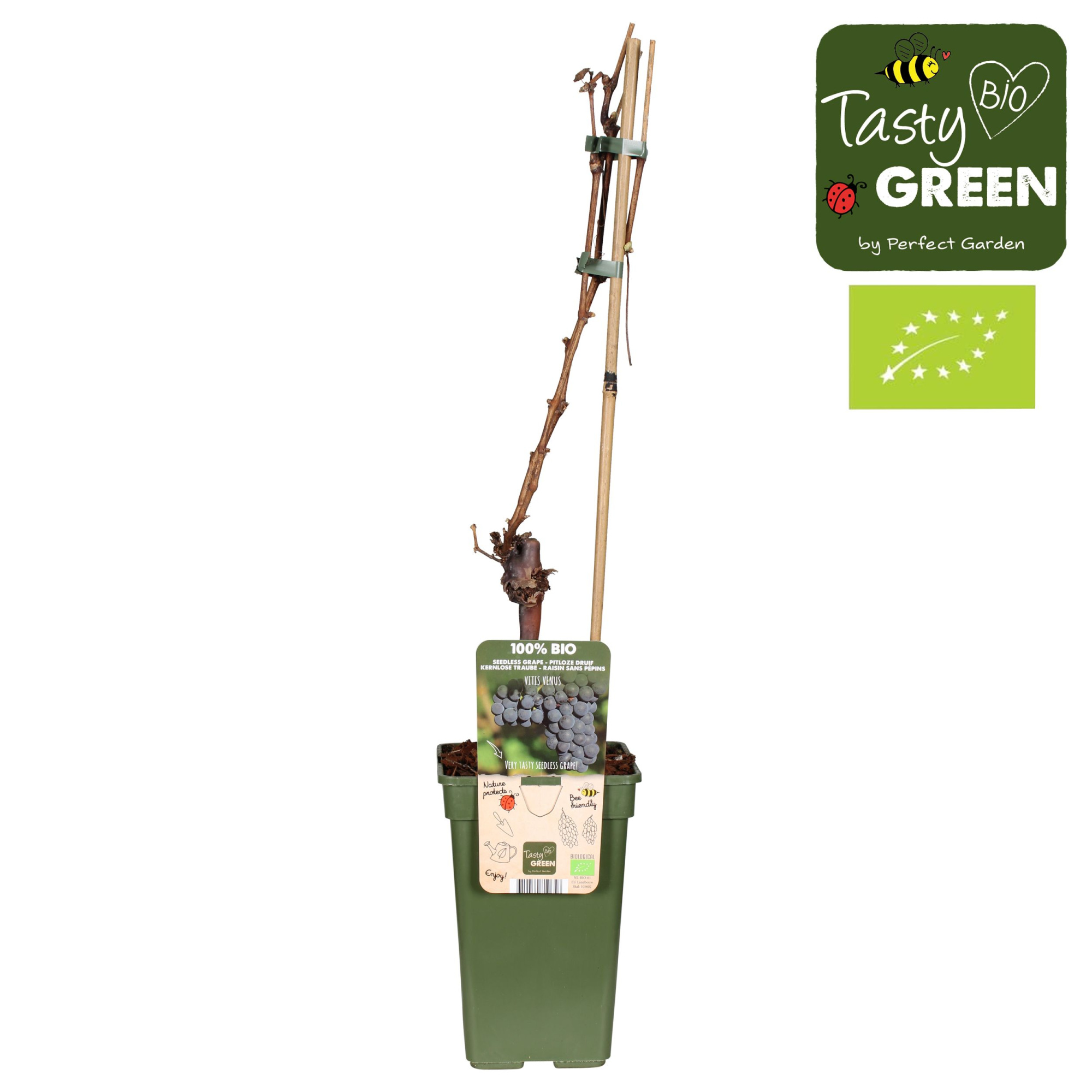 Vitis Venus (geënt) Bio P19, D 19