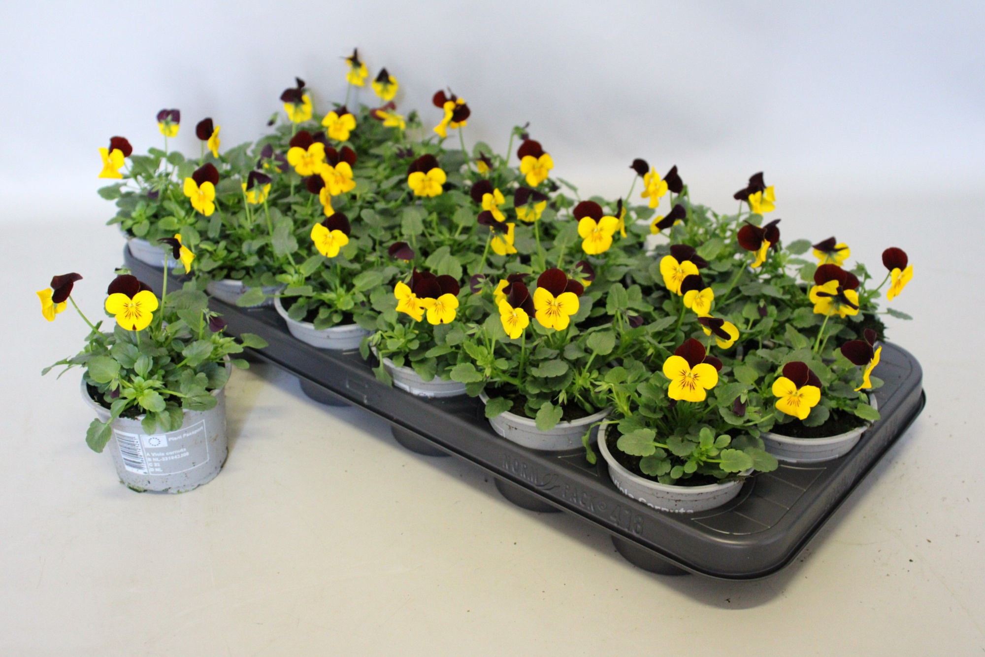 Viola cornuta 9 cm Yellow with red wing, D 9 cm