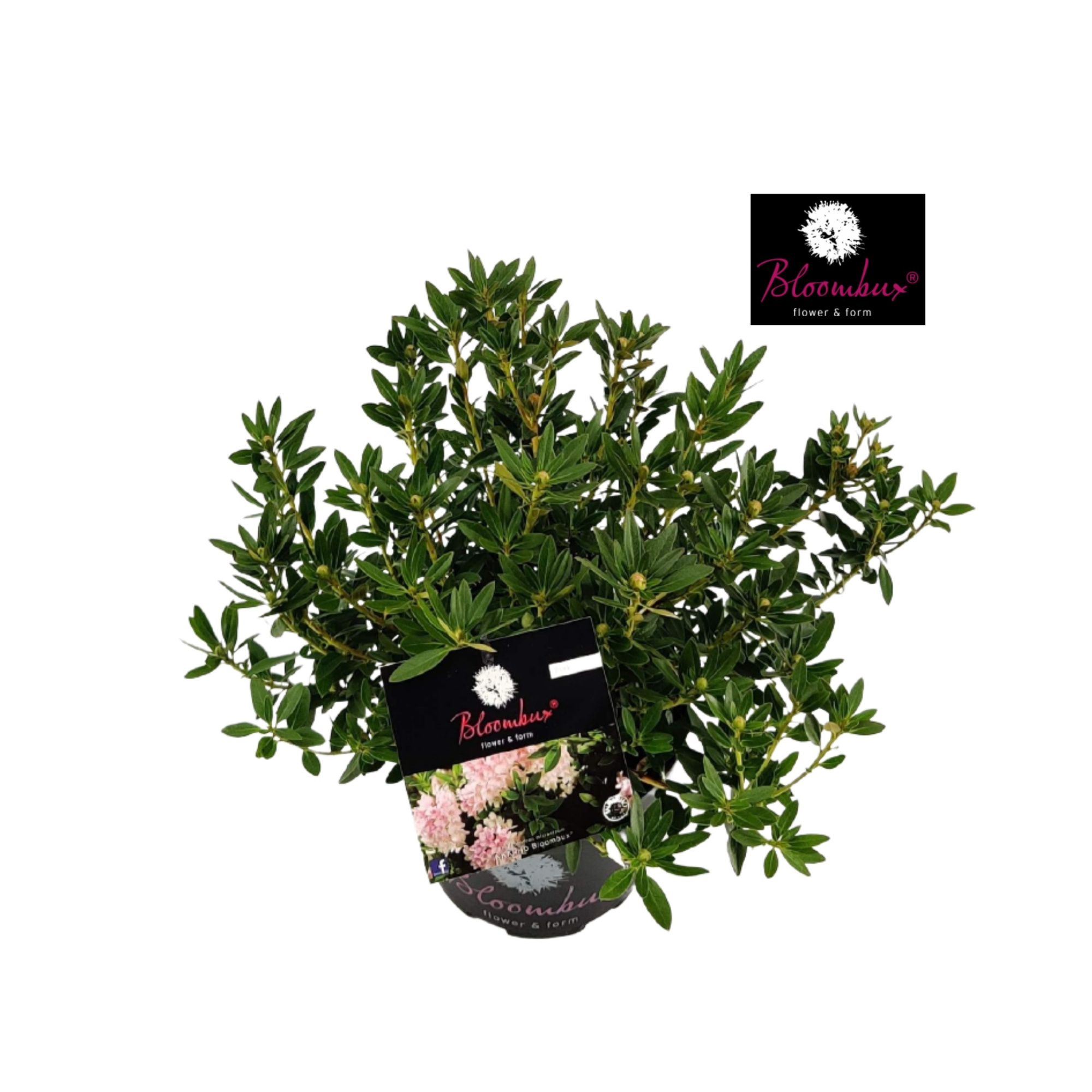 Rhododendron 20 - 30/2 liter 'Bloombux', D 17 cm