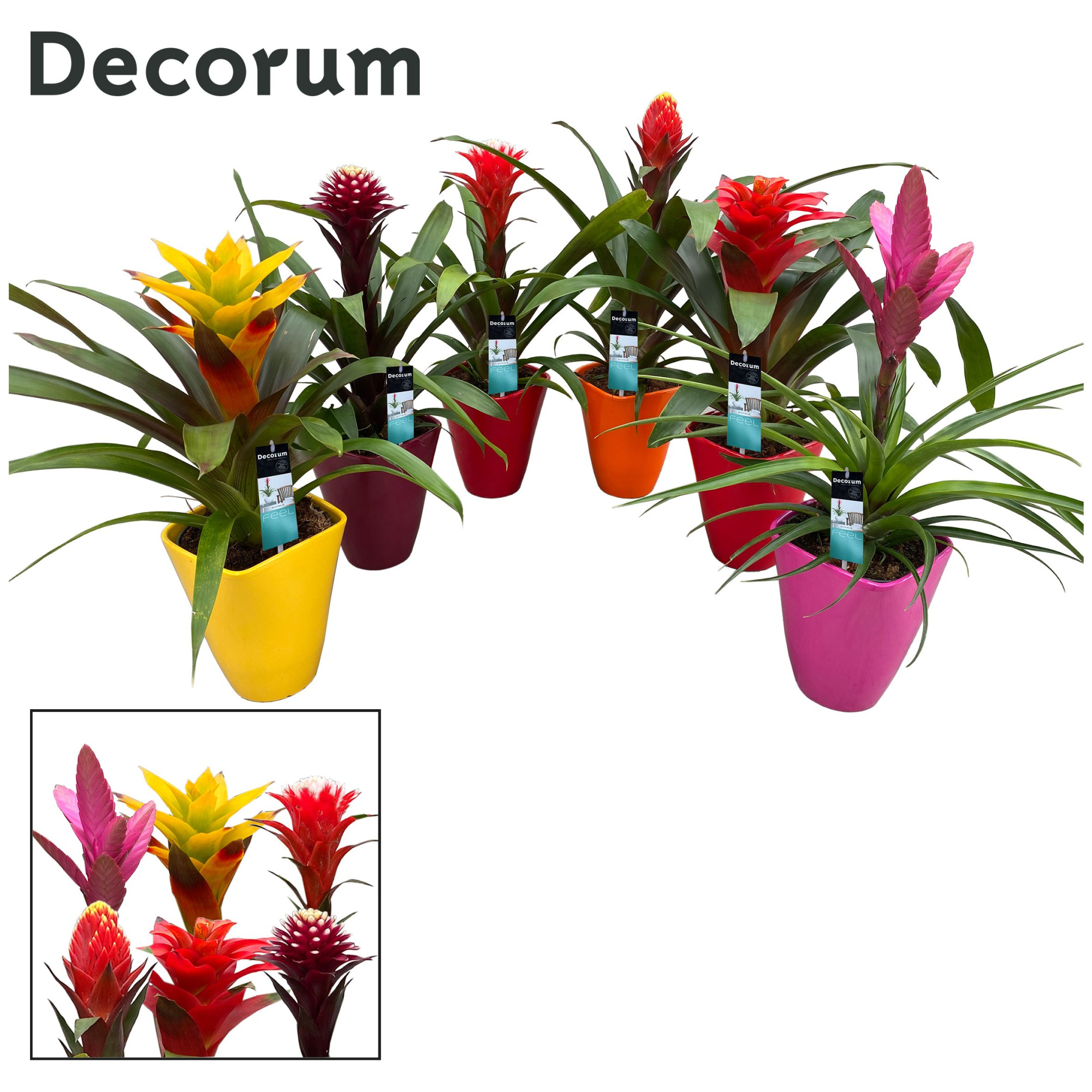 Guzmania Special Mix Luxe Keramiek (Decorum), D 14 cm