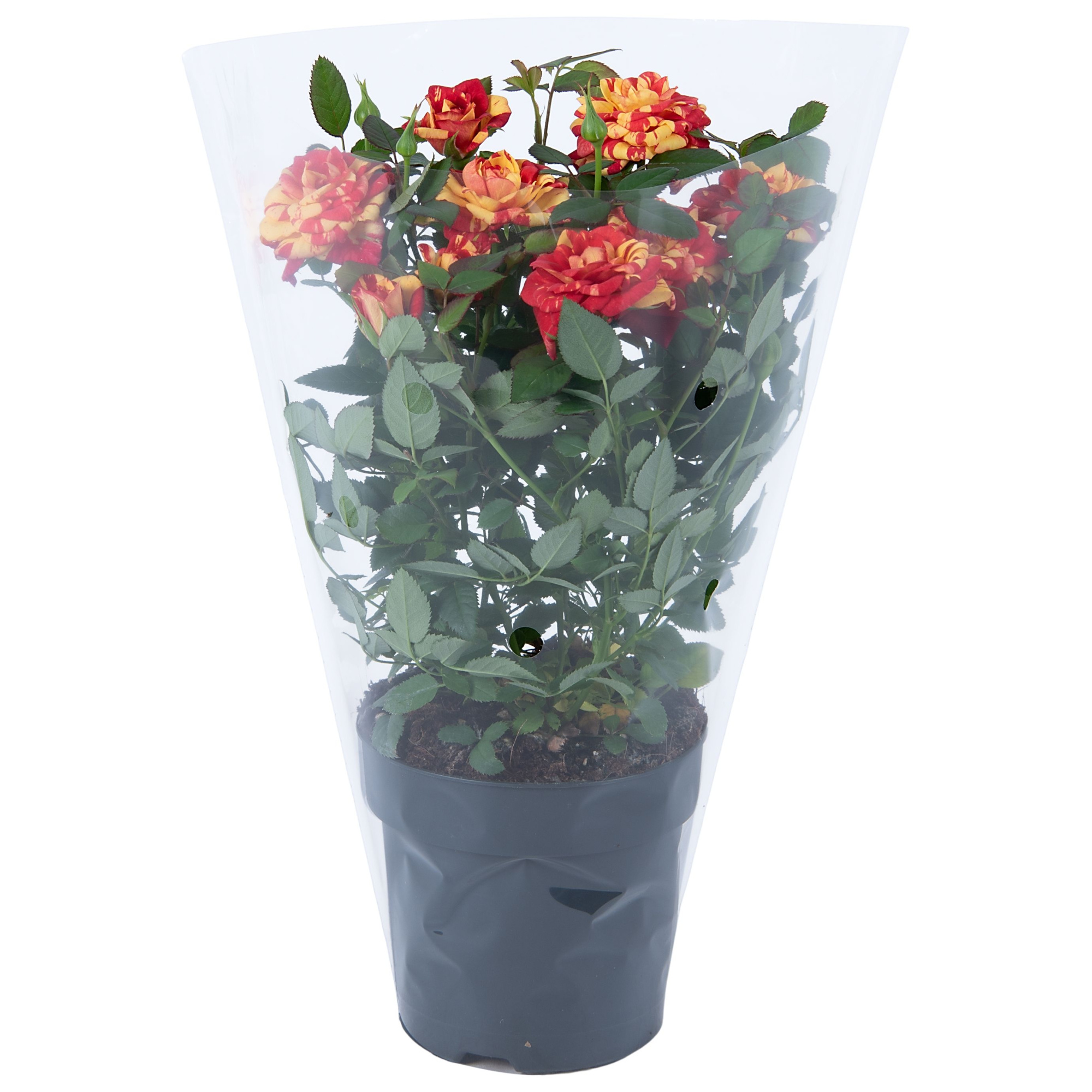 Nolina Roses Ø 10,5 cm. Liss Blanco sleeve, D 10,5