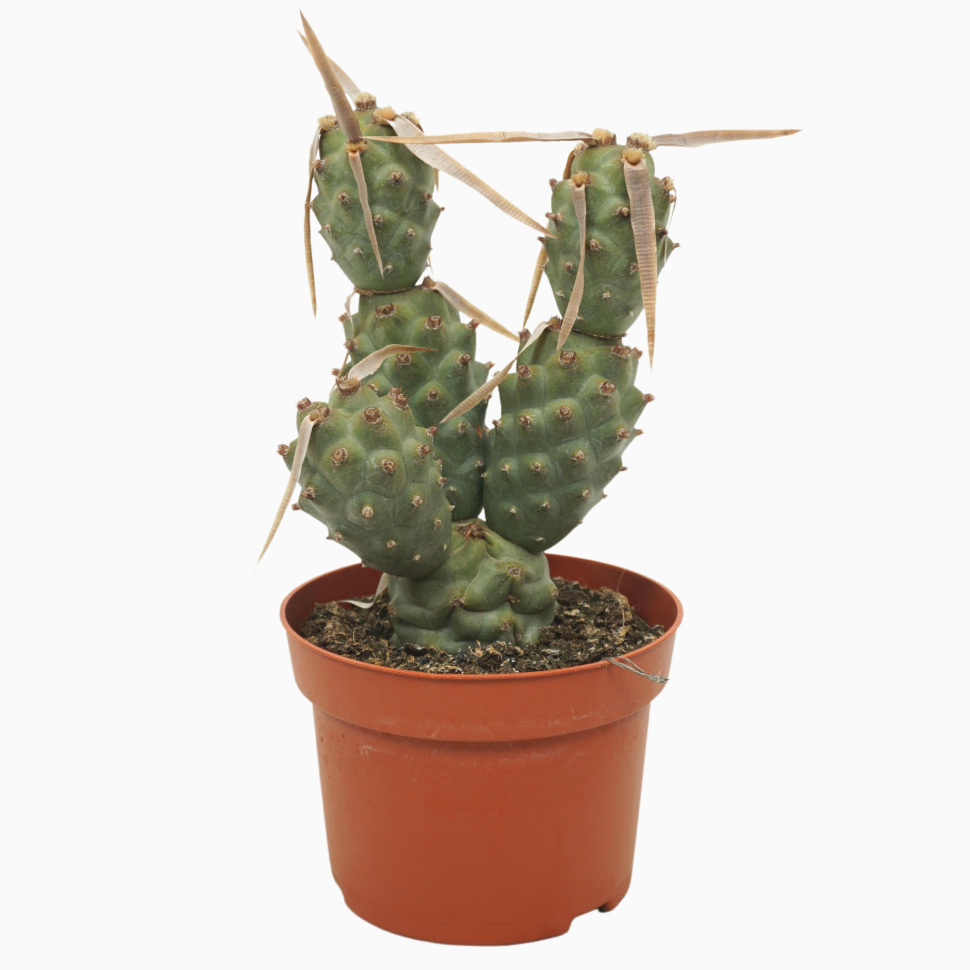 Tephrocactus articulatus 13 cm, D 13 cm