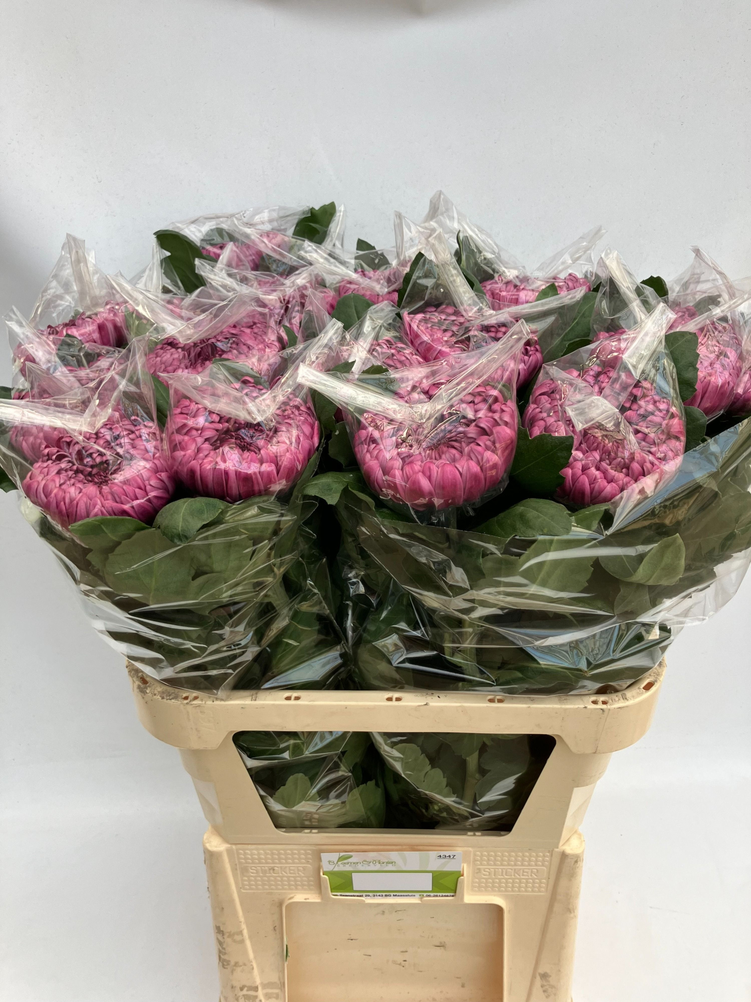 Хризантема од. Гилберт Лех Перпл 80, шт.