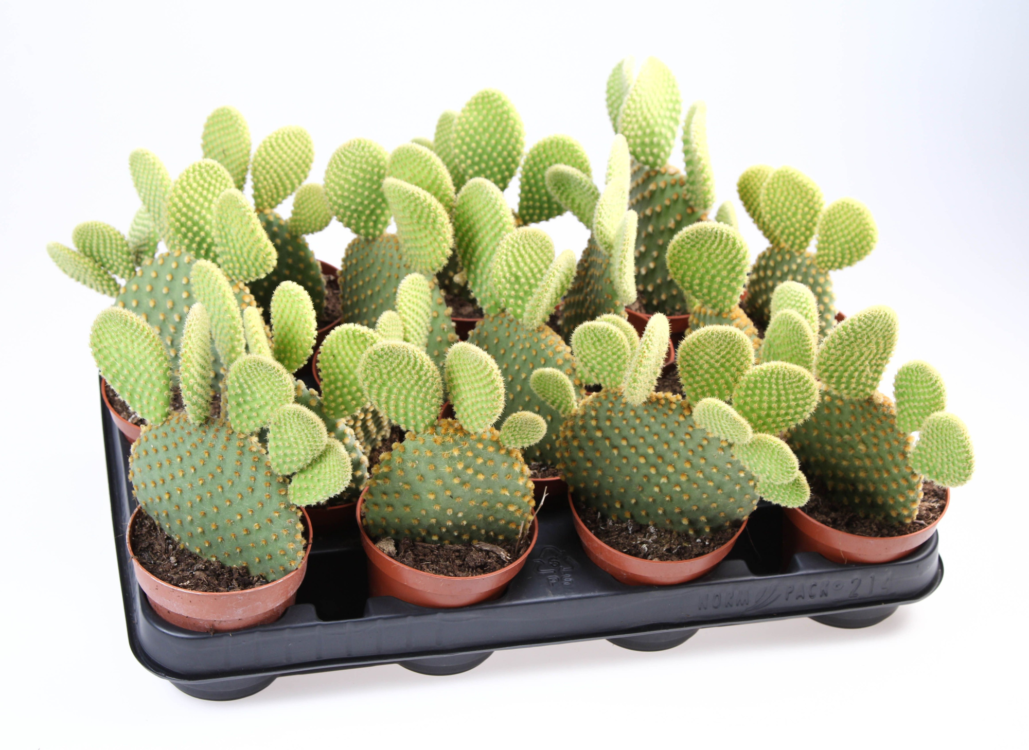 Opuntia Microdasys, D 8,5 cm