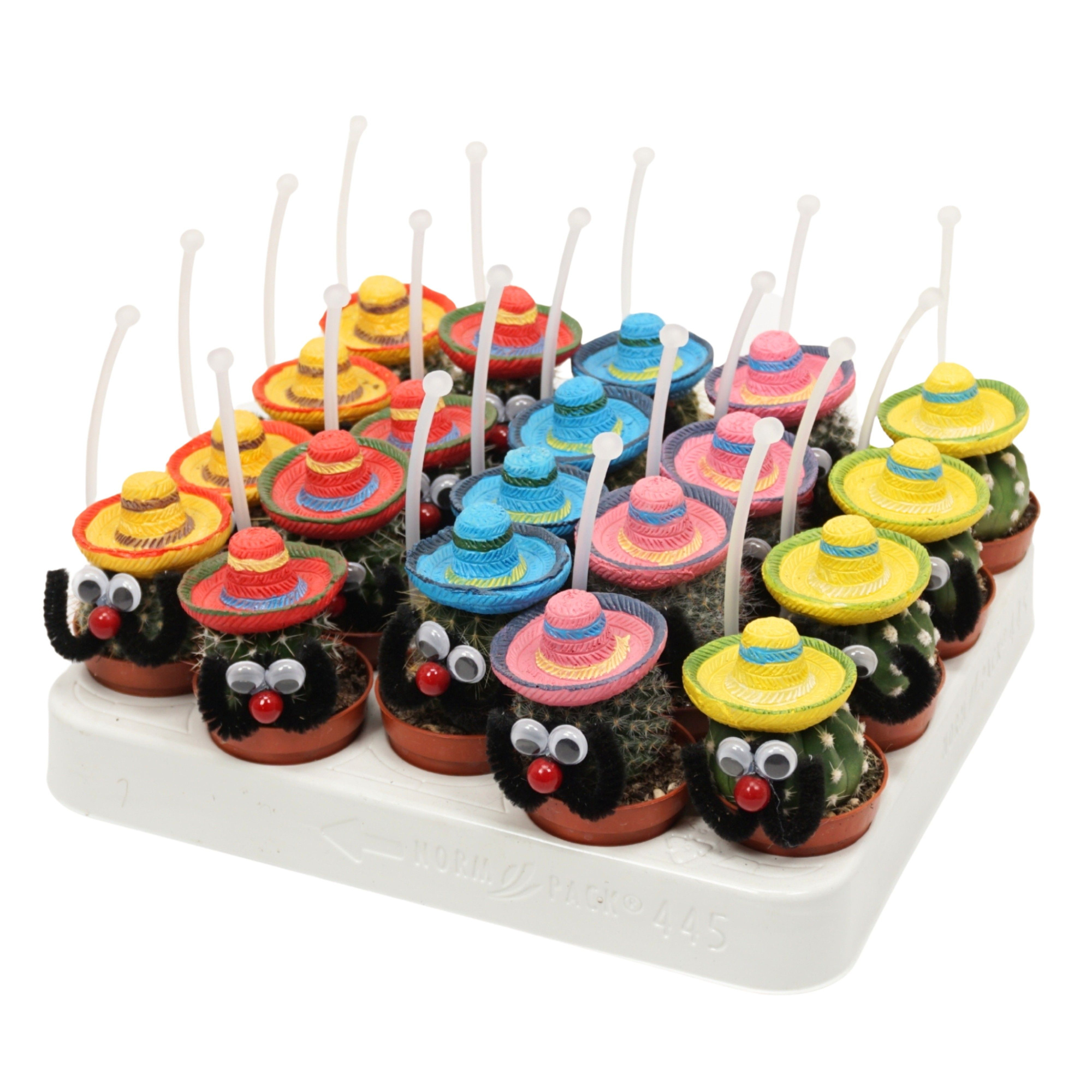 Mexicaanse mannetje cactus 5,5 cm met picker, D 5,5 cm