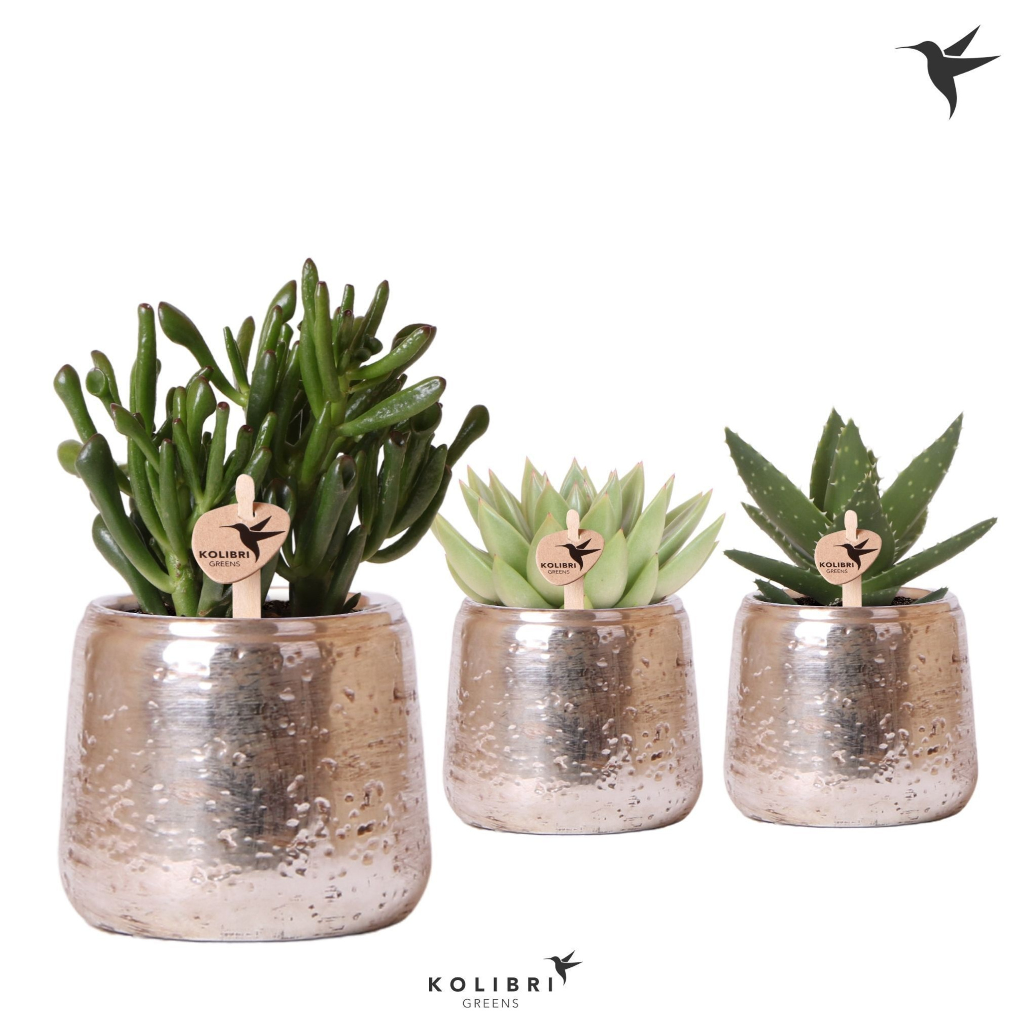 Kolibri Greens Succulenten mix in Luxury pot silver, D 9 cm