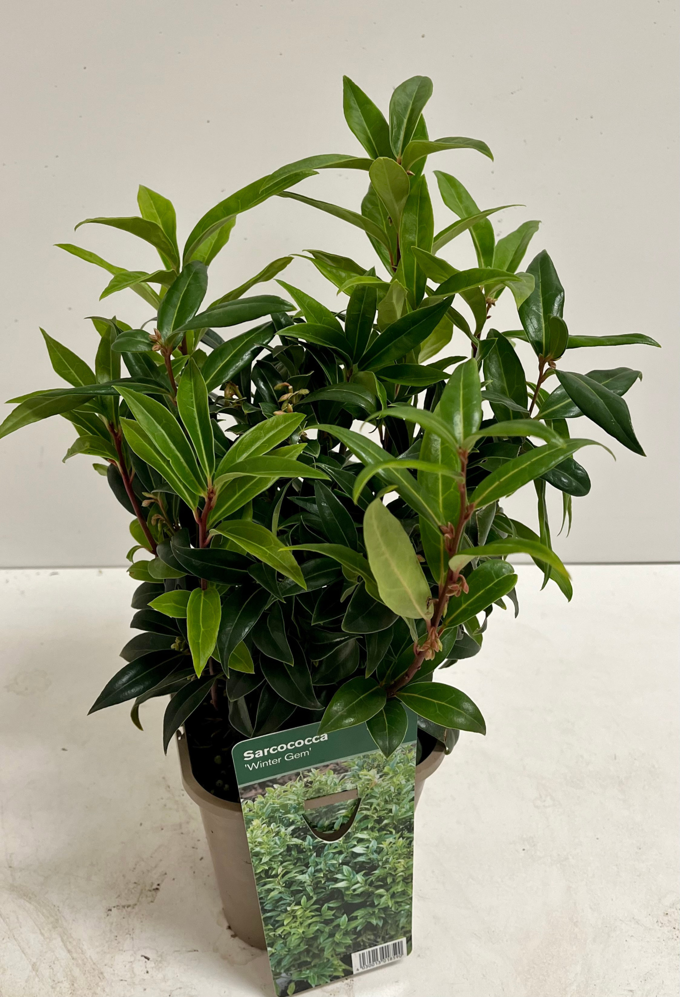 Sarcococca humilis Winter Gem, D 14