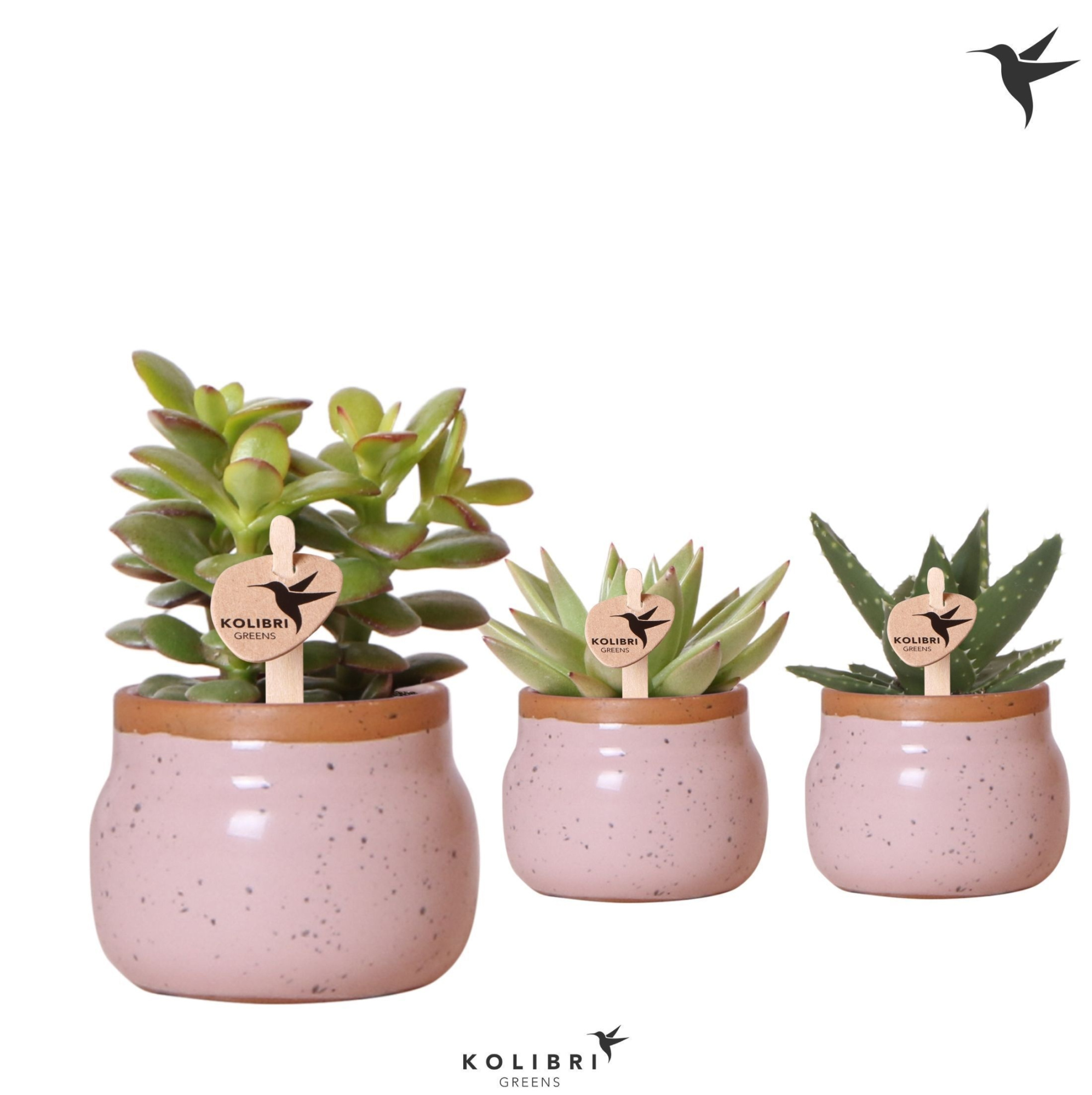 Kolibri Greens Succulenten mix in Vintage Bowl pot pink, D 6 cm