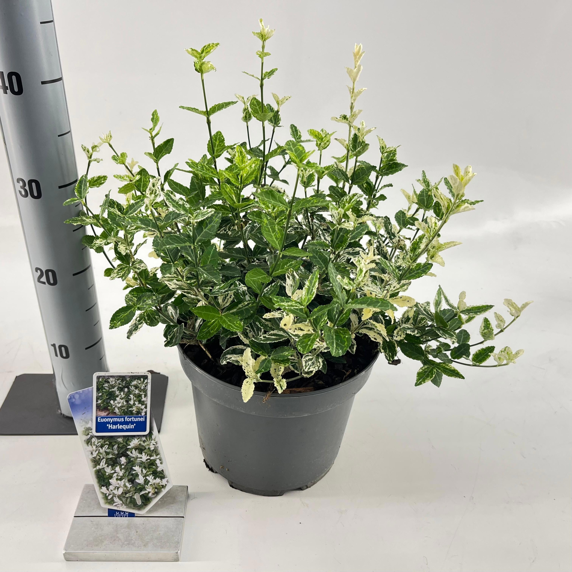 Euonymus fort. 'Harlequin', D 23