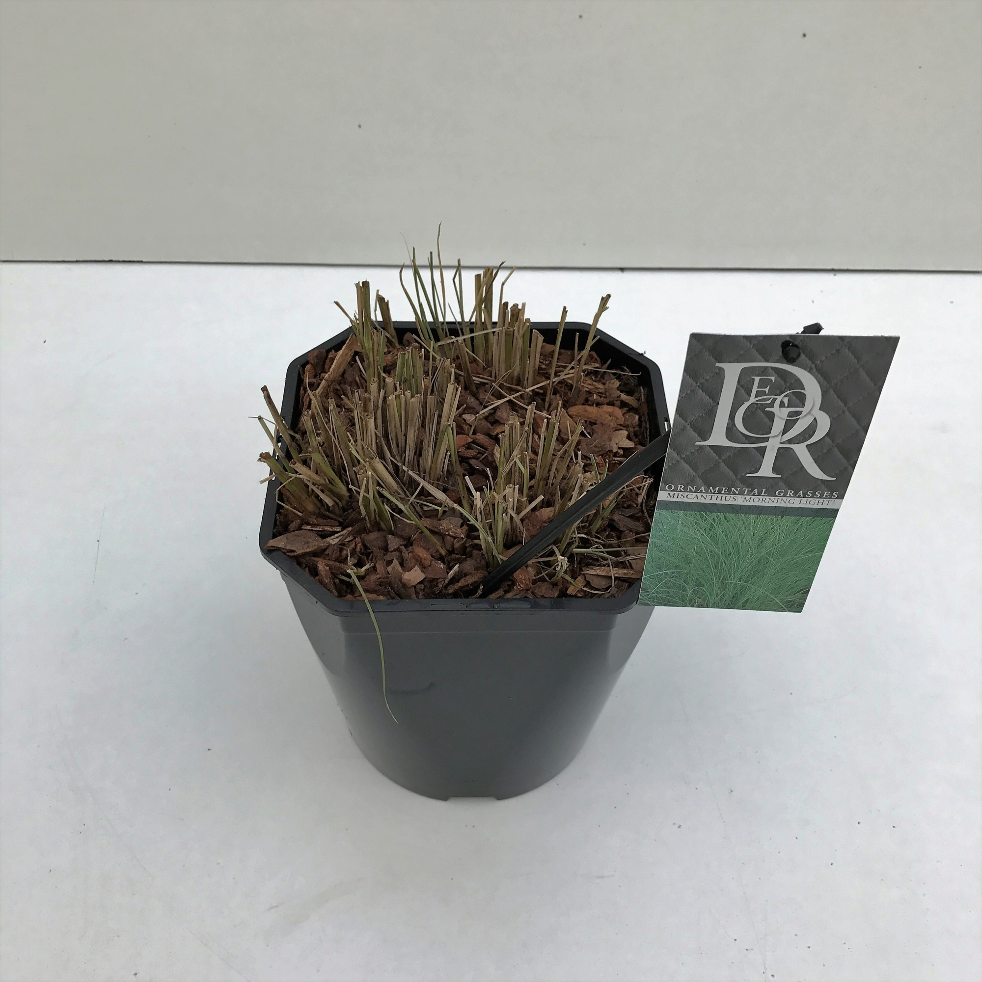 Miscanthus 'Morning Light', D 23