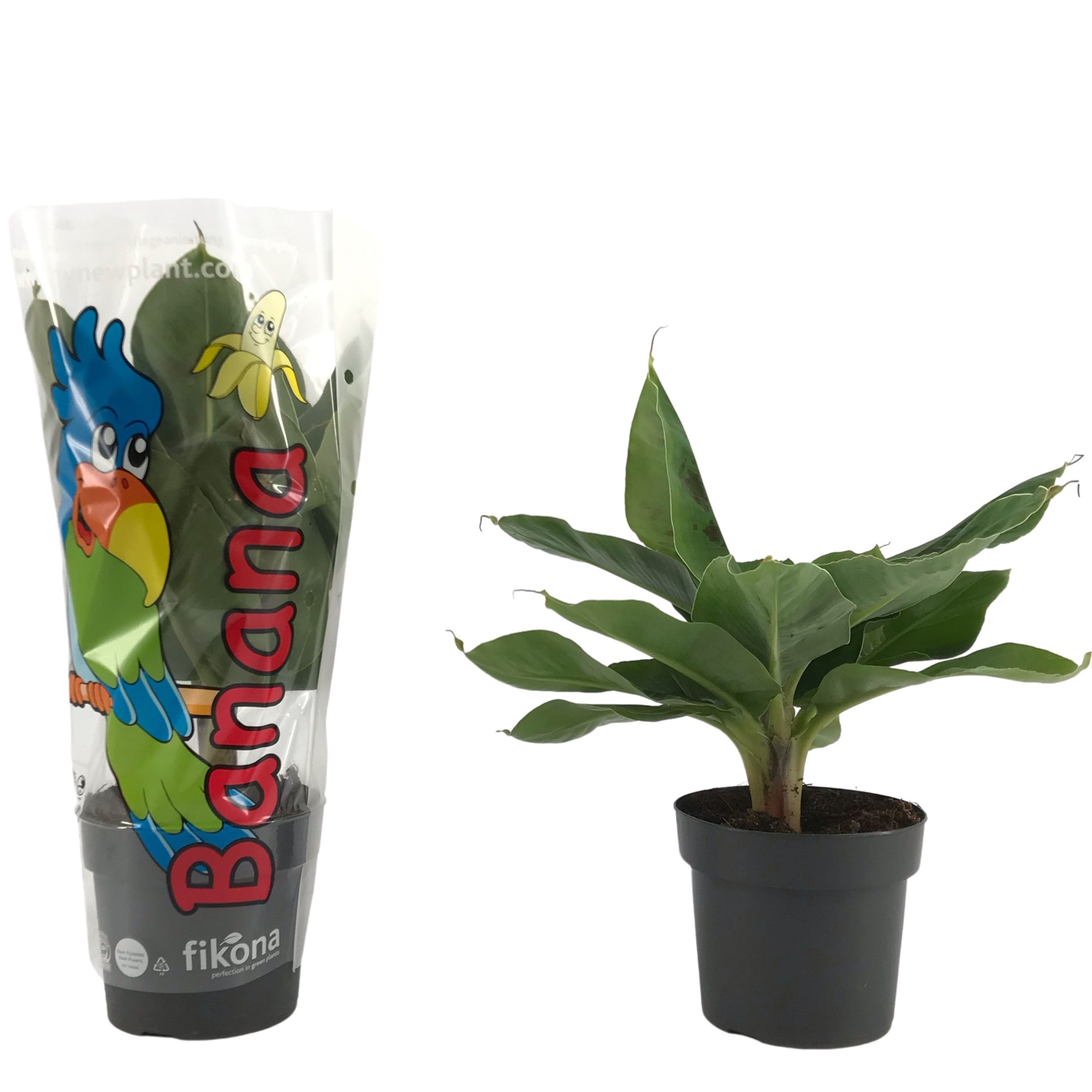 Musa Tropicana p17 sierhoes, D 17 cm