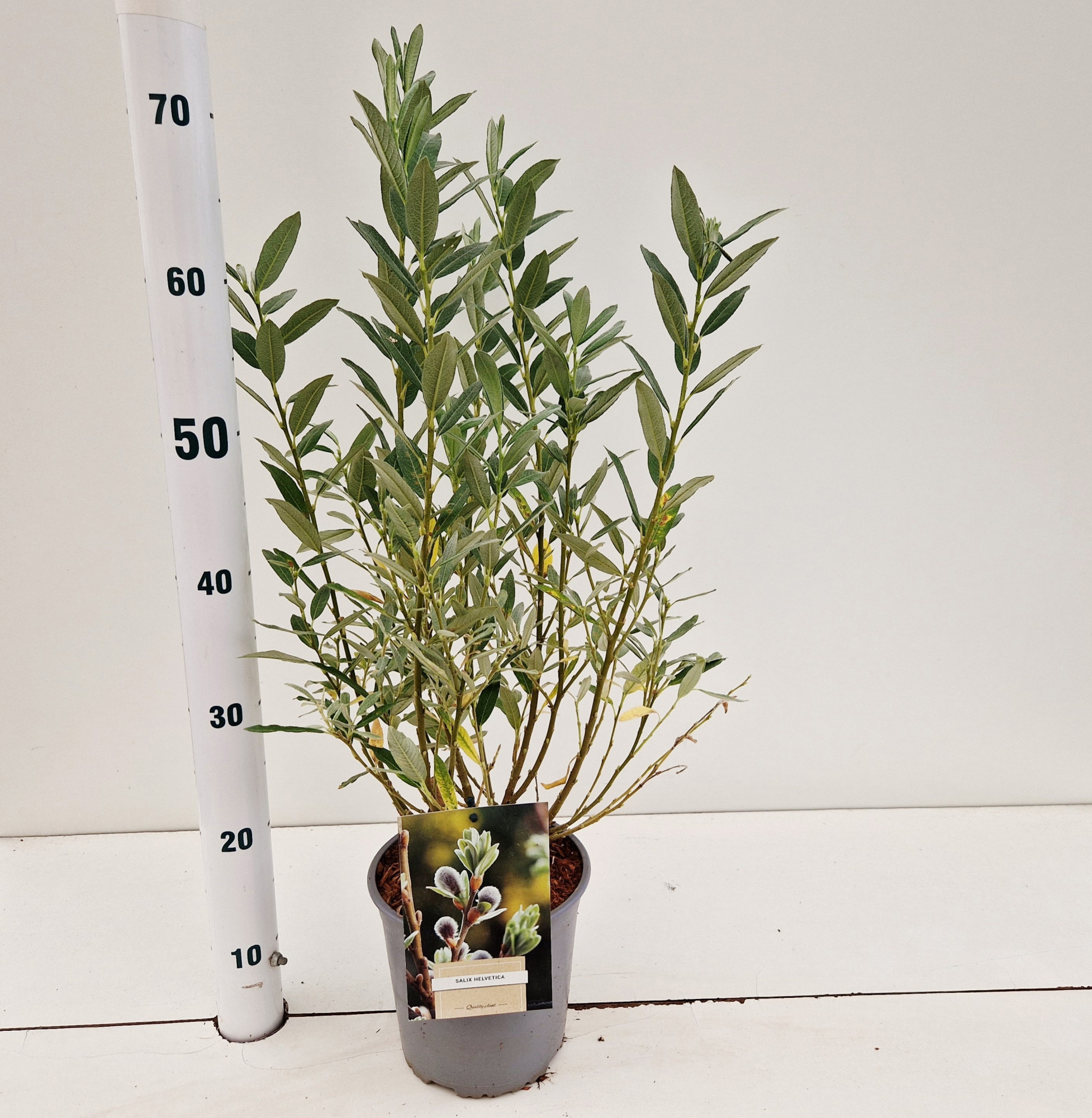 Salix helvetica, D 17 cm