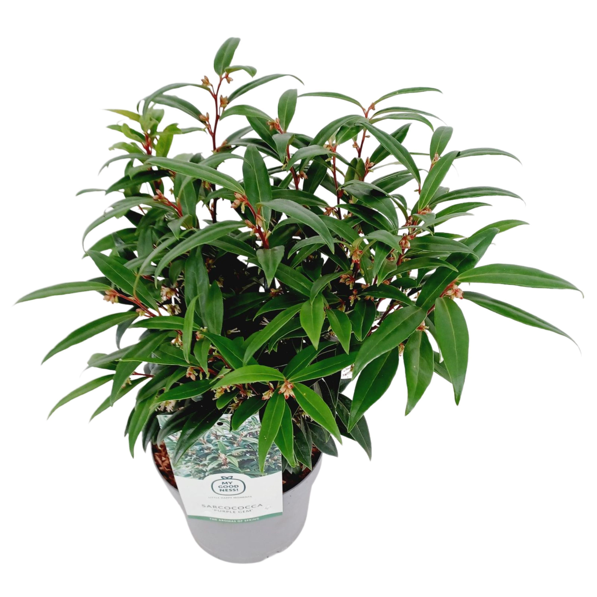Sarcococca 2 liter ' Purple Gem', D 17