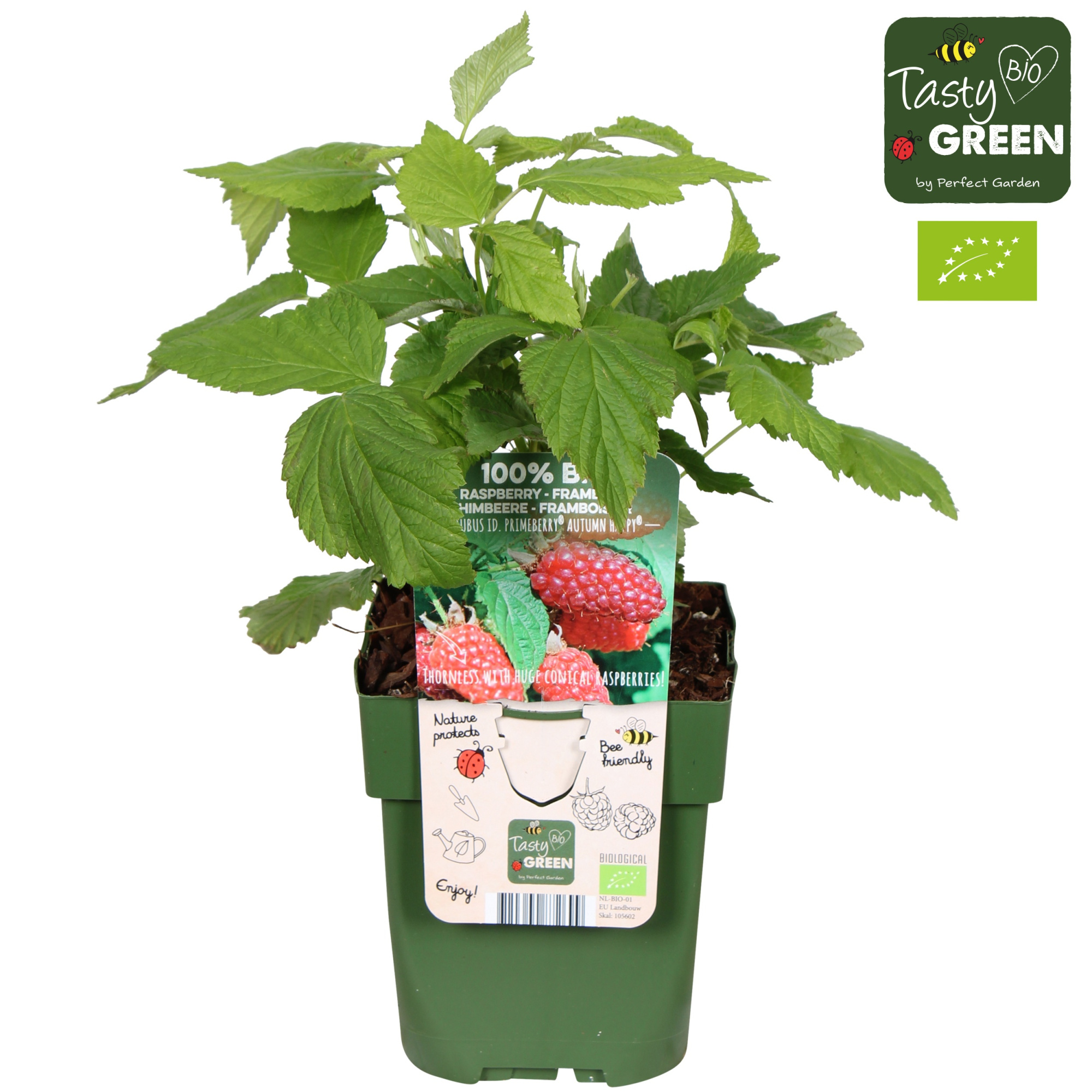 Rubus idaeus Autumn Happy® Bio P13, D 13 cm