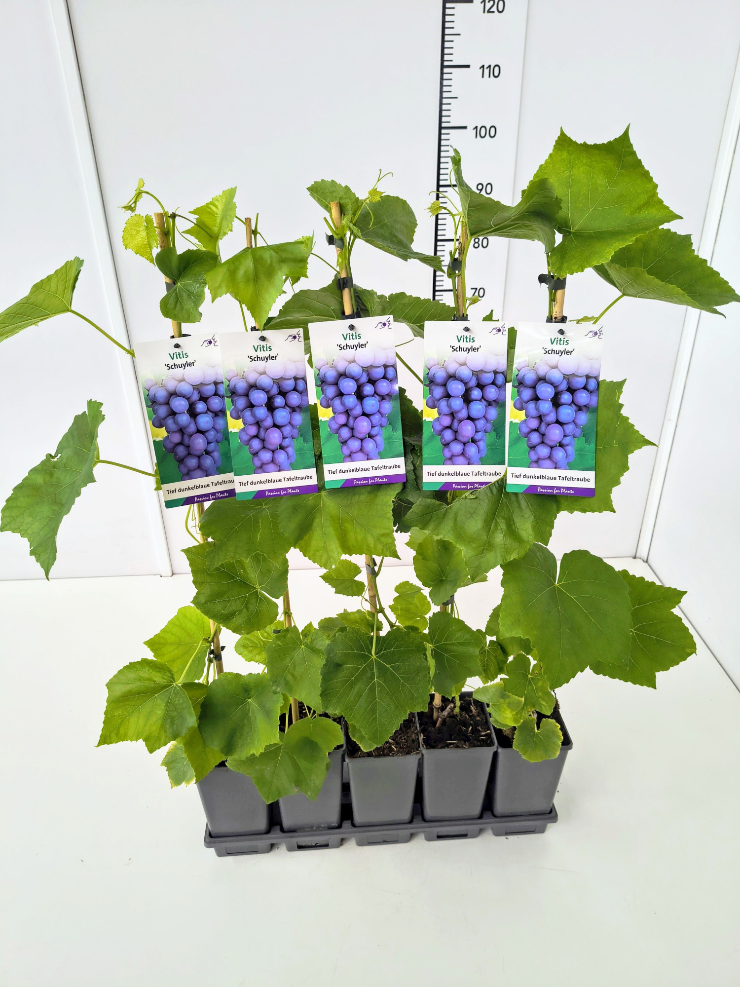 Vitis 'Schuyler' 80CMC2, D 17 cm