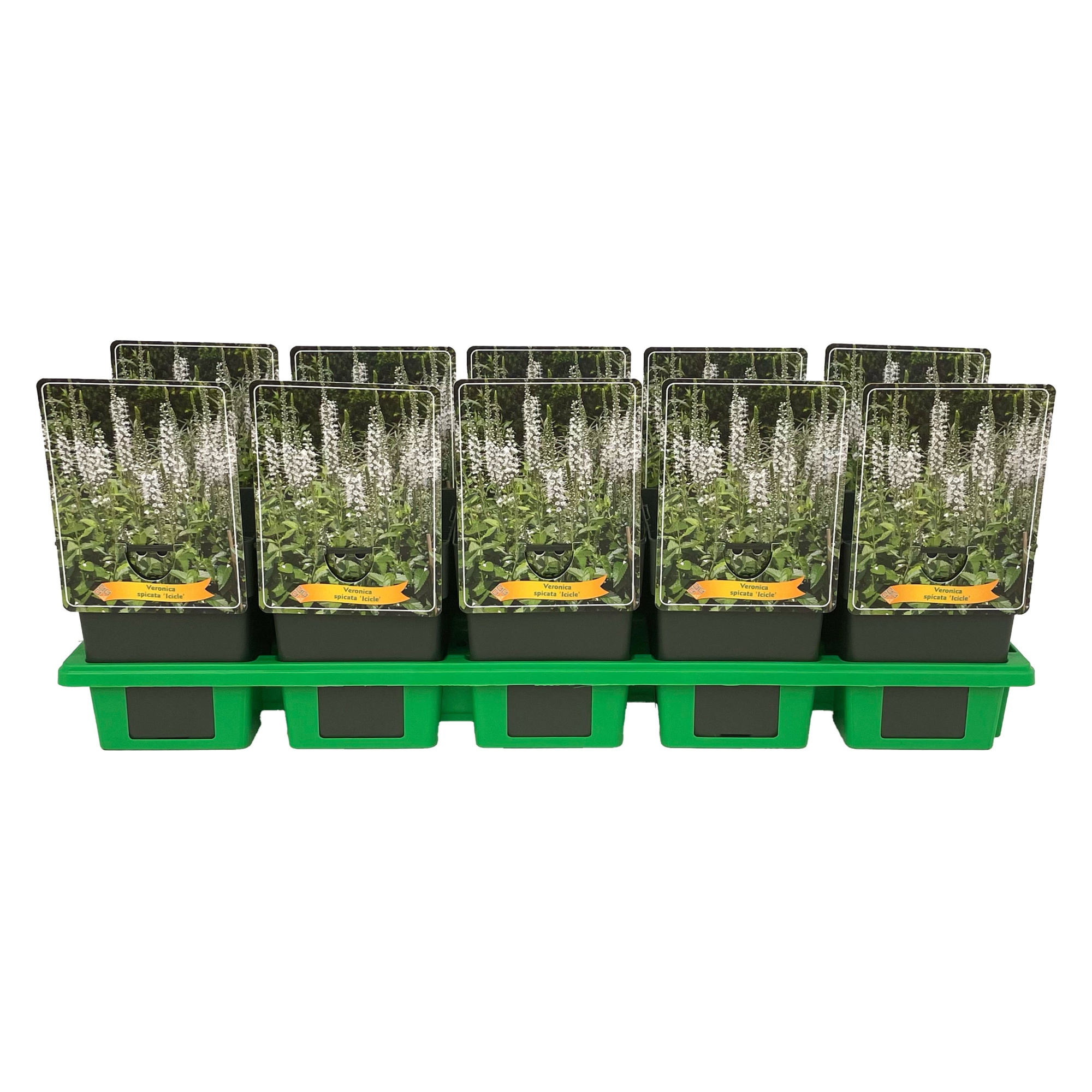 Veronica spicata 'Icicle' P11, D 11 cm