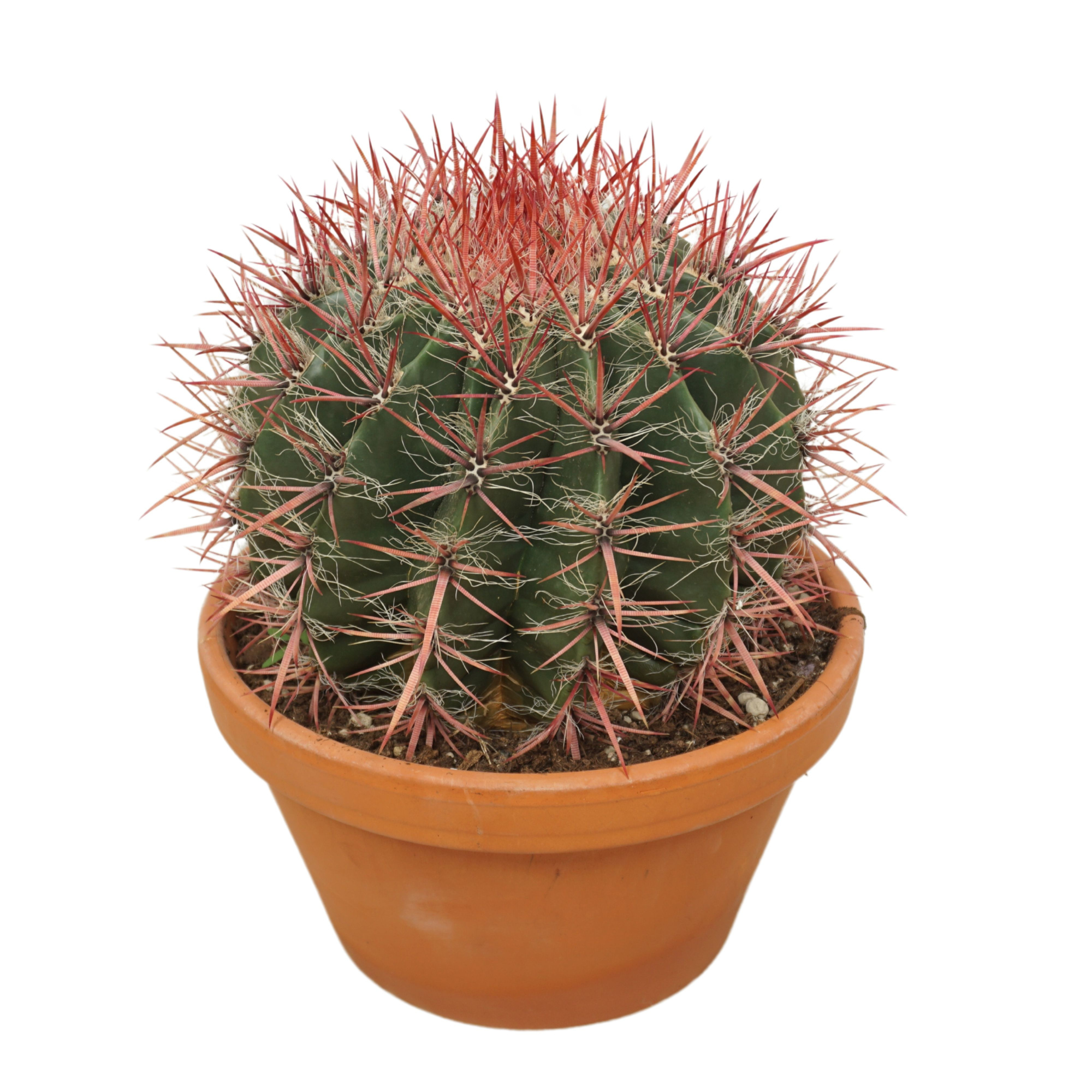 Ferocactus stainesii 27 cm, D 27 cm
