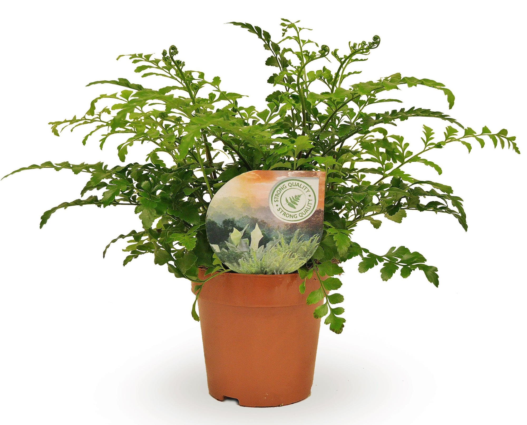 Asplenium Parvati, D 12 cm