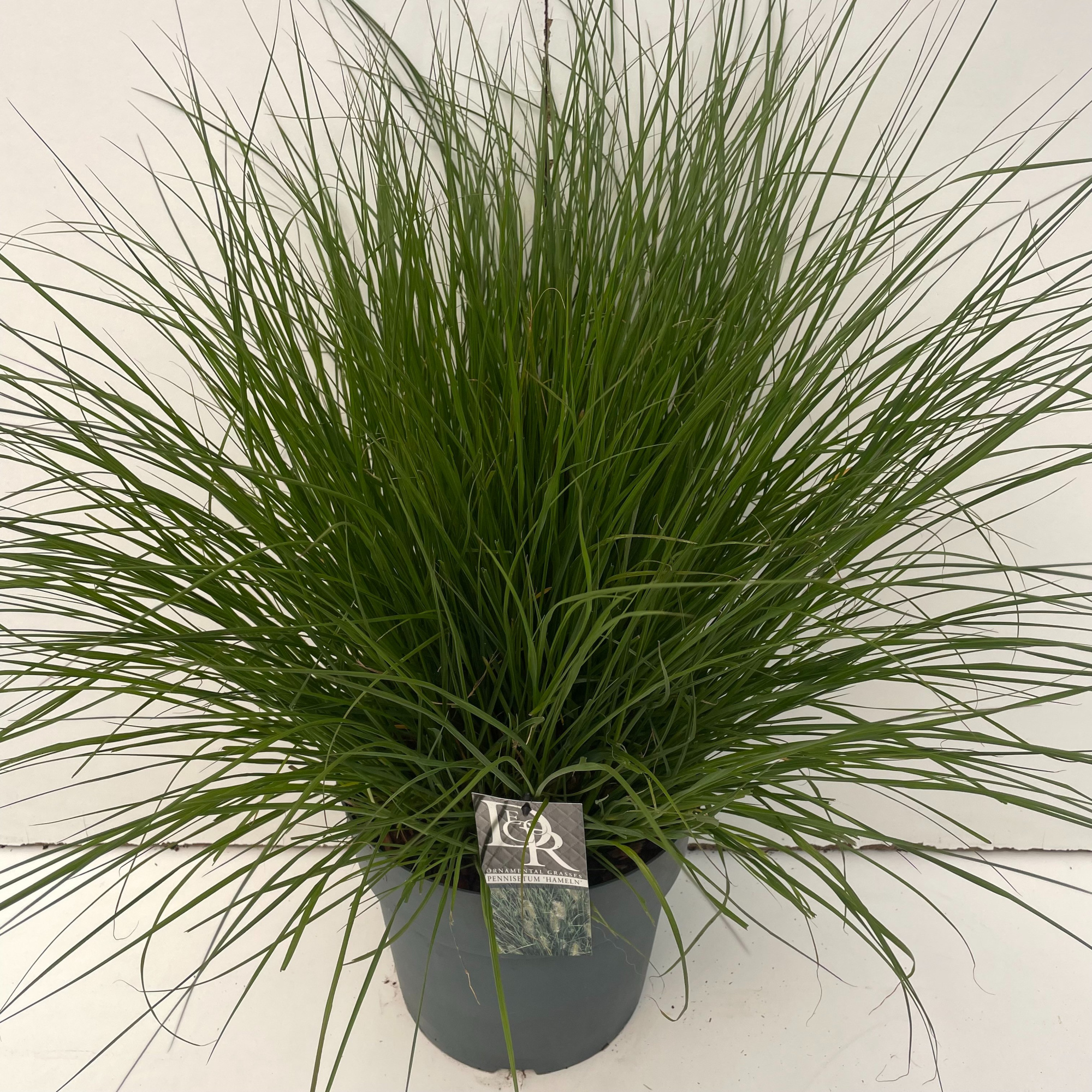 Pennisetum 'Hameln', D 29 cm