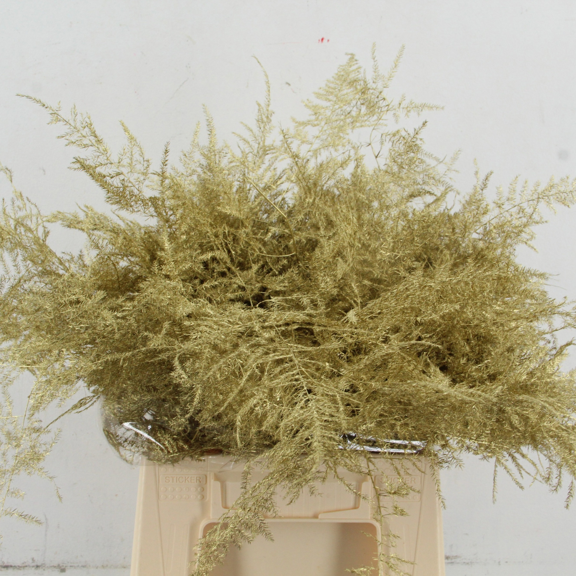 Аспарагус Овериг Крашеный (краш. ) 45, шт.