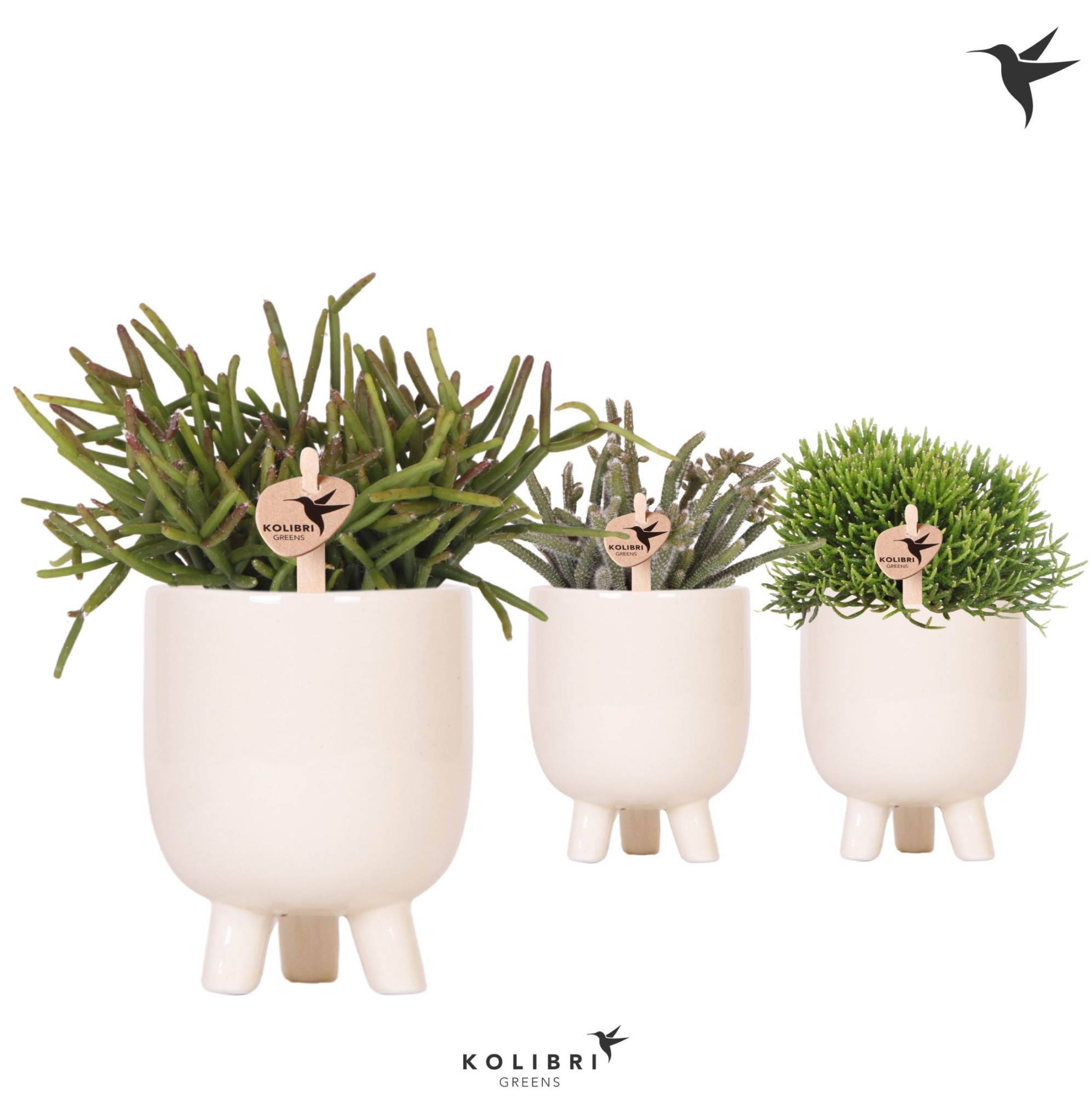 Kolibri Greens Rhipsalis mix in Gummy pot travertine, D 9 cm