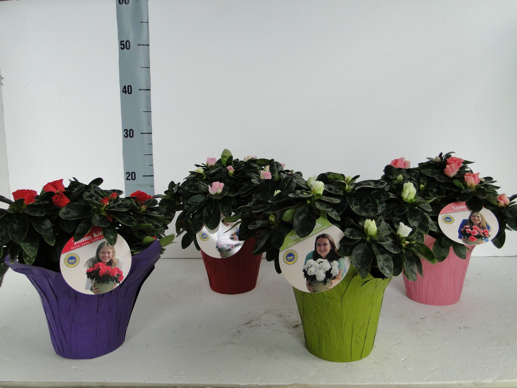 GHENT AZALEA YOUNG STARS POT 12 PAPERCUP, D 12 cm