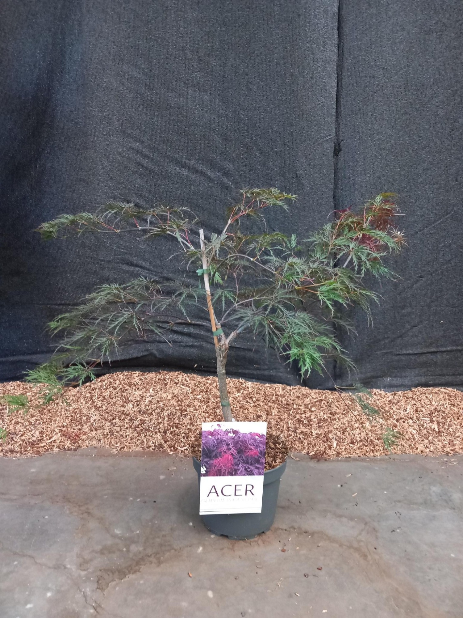Acer palmatum Inaba-Shidare, D 21 cm