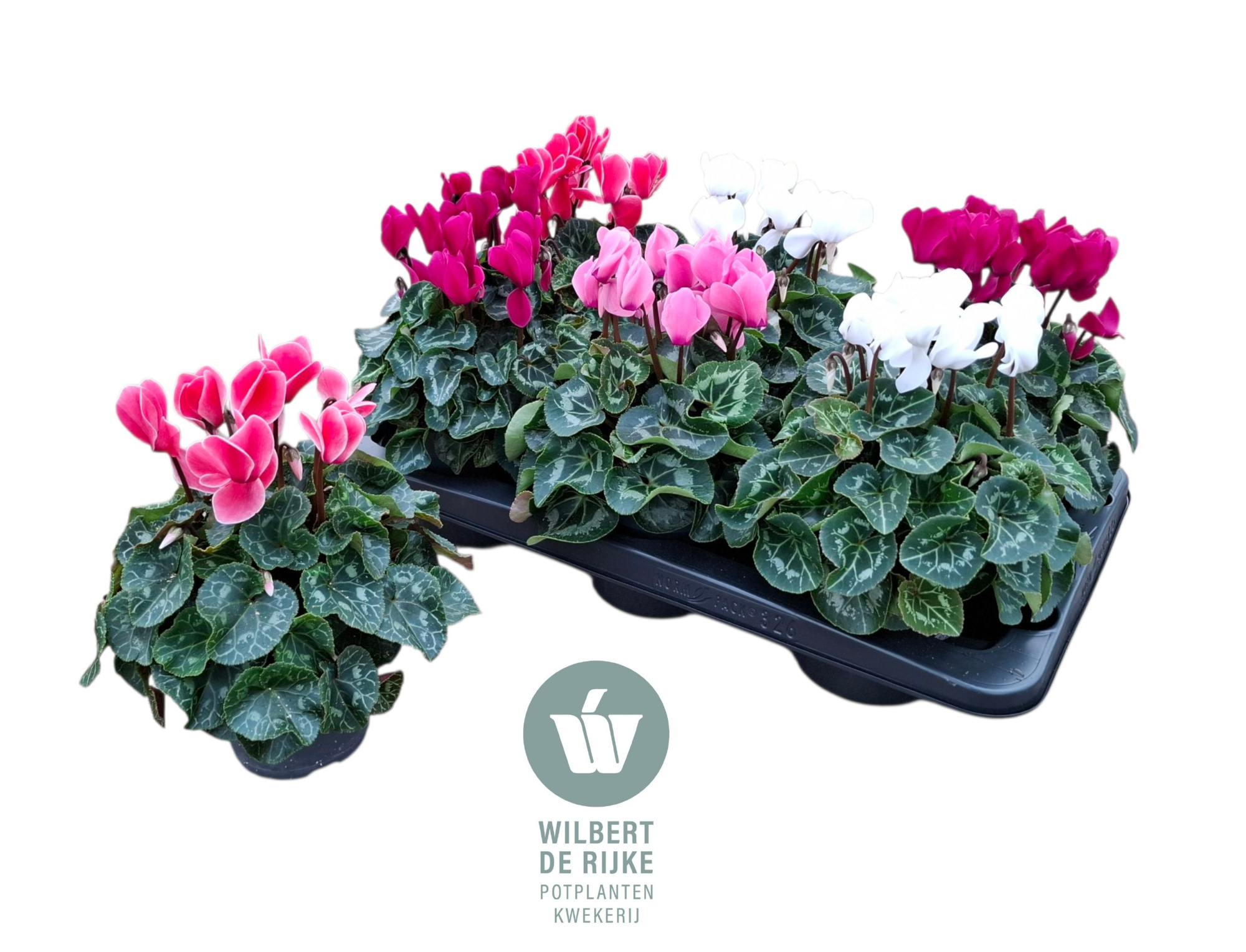 Cyclamen Midi Super Serie Allure Mixtray (Cyclaam), D 12 cm