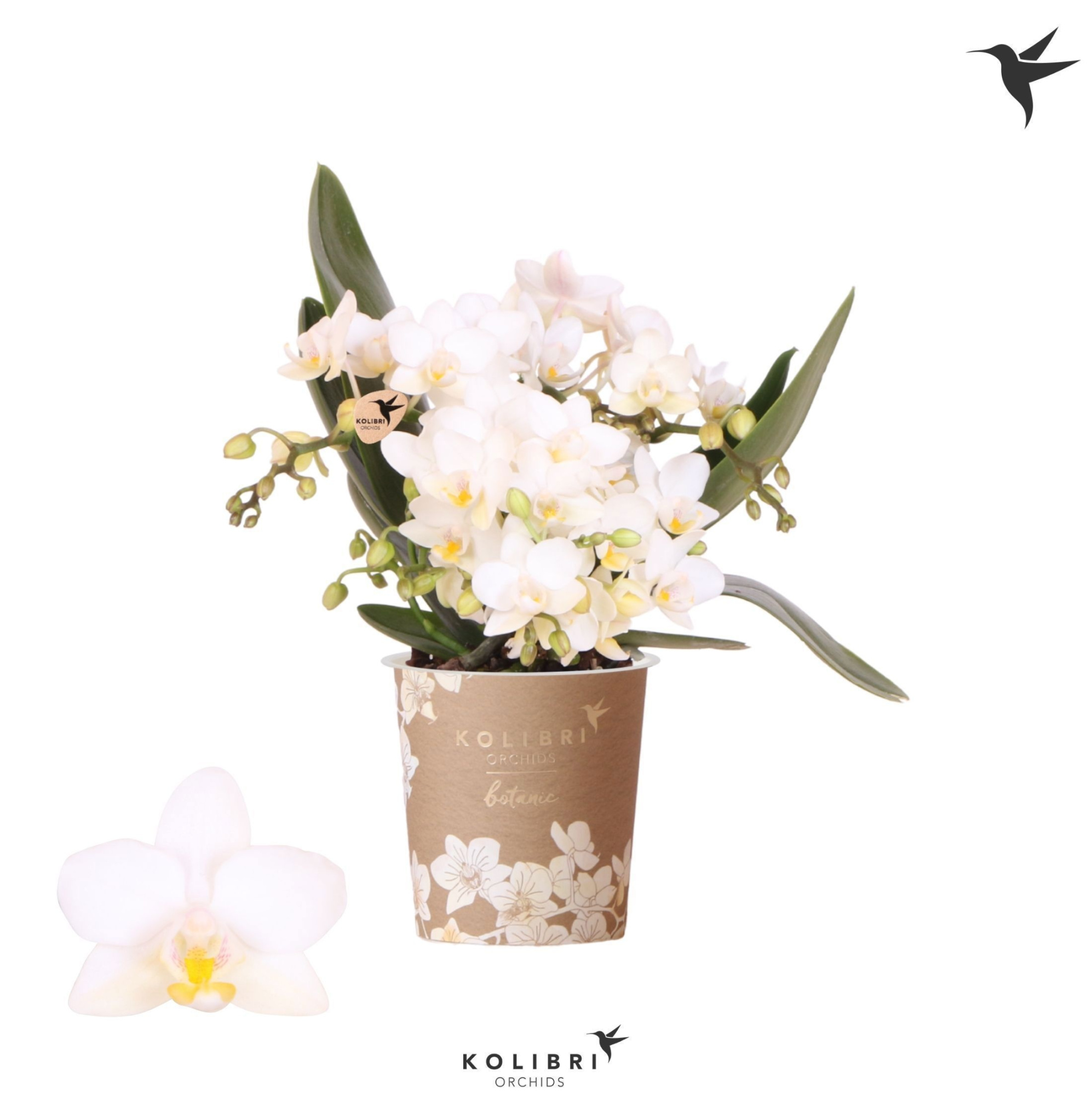 Kolibri Orchids Phalaenopsis Botanic Nazare 4 spike, D 9