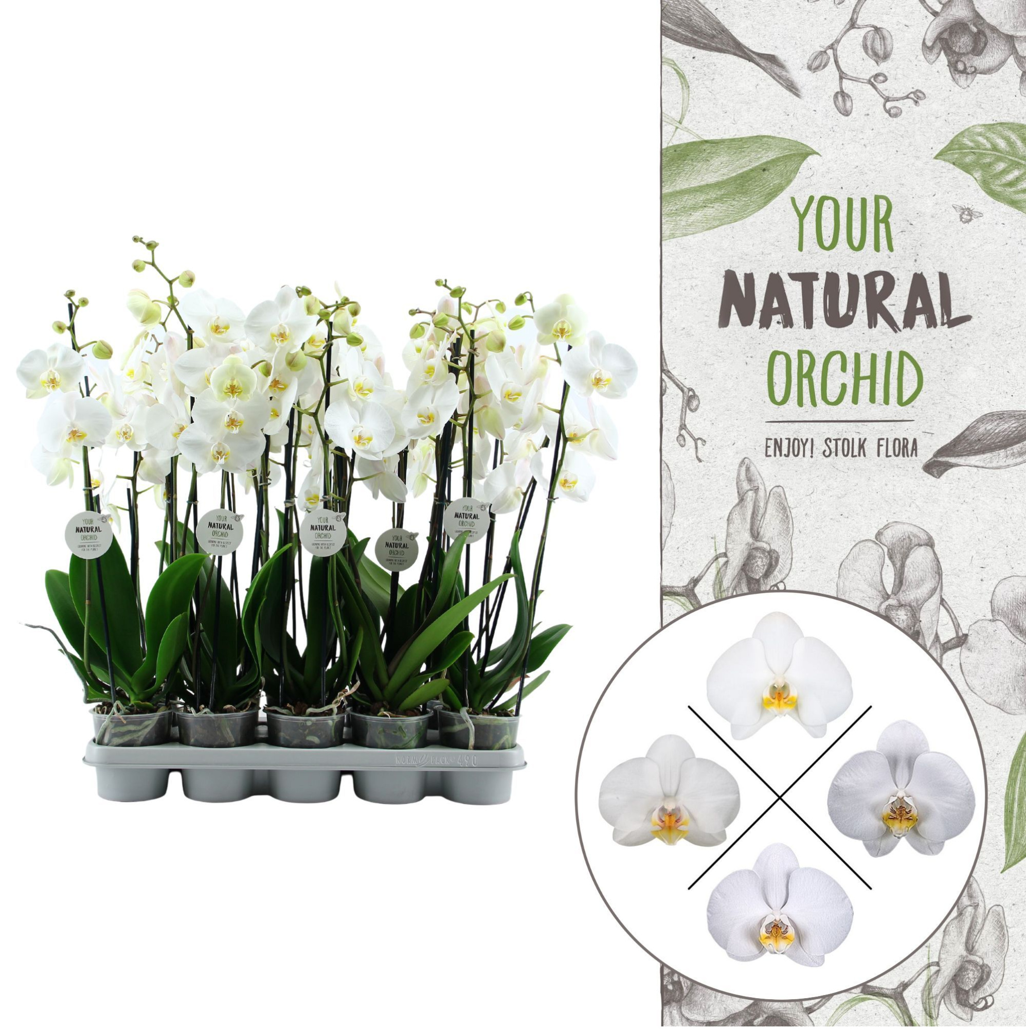 Your Natural Orchid | White 60cm | Phalaenopsis 3 spike, D 12 cm