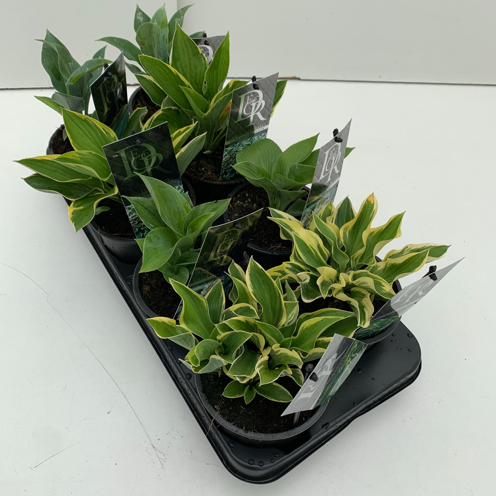 Hosta mix in tray, D 13