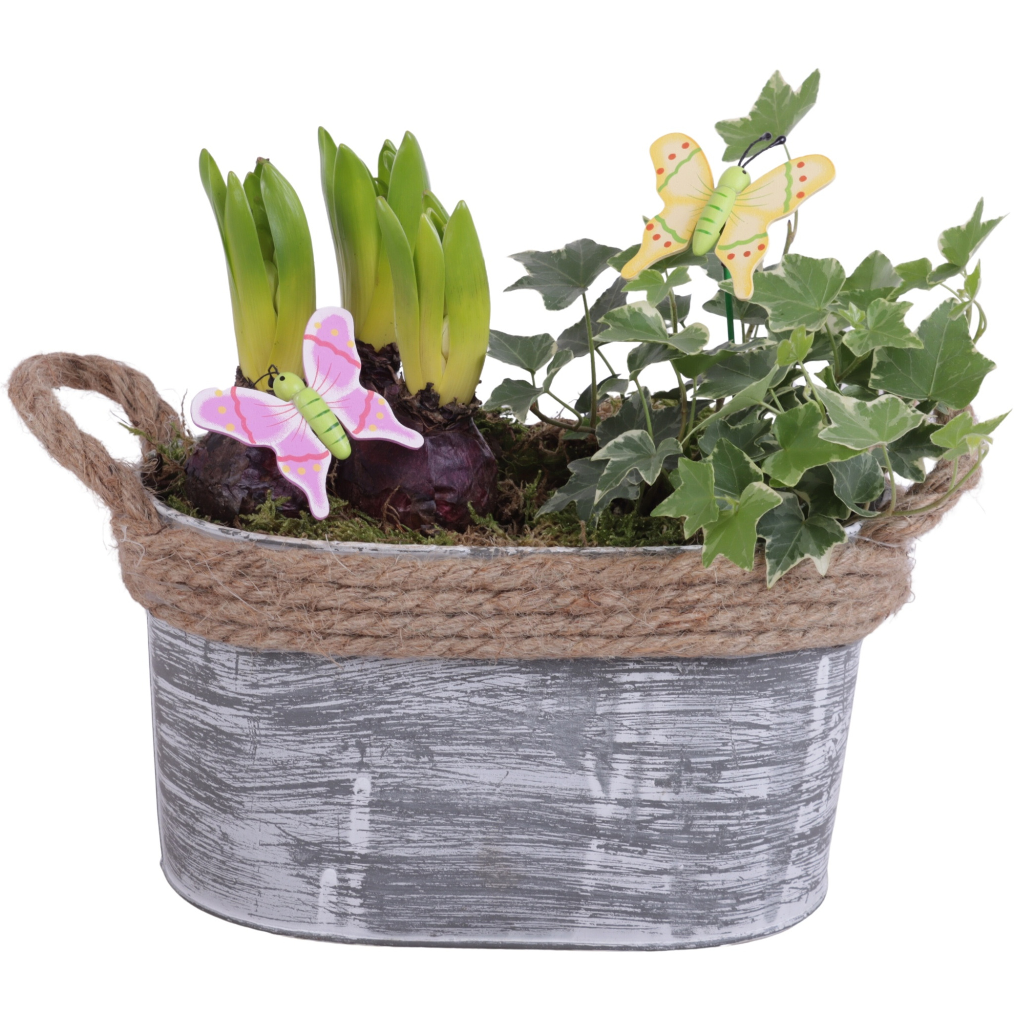 Bulbs Arr. Hyacint Zinc Pot Oval Rope Ø23cm 4PP, D 23