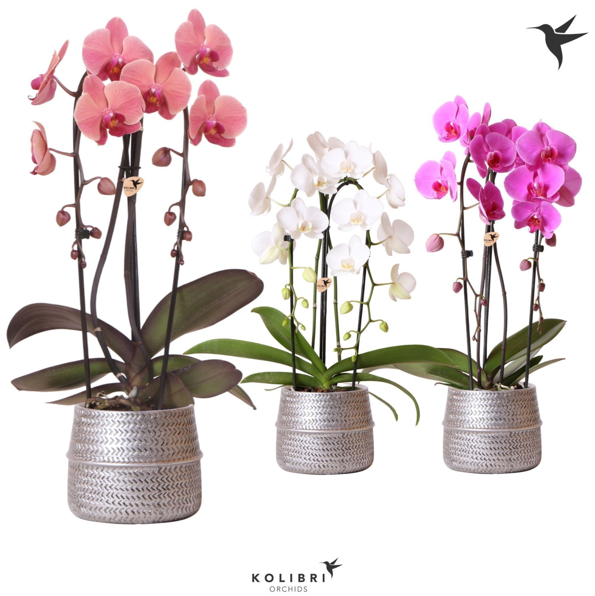 Kolibri Orchids Niagara fall 2spike Groove pot silver, D 12