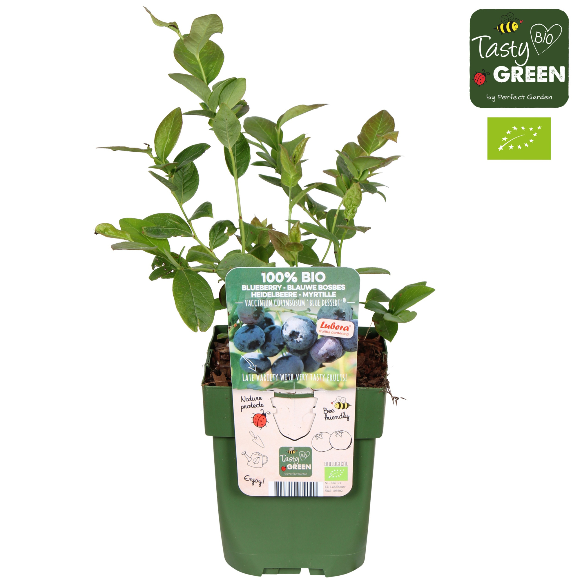 Vaccinium corymbosum 'Blue Dessert'® Bio P13, D 13
