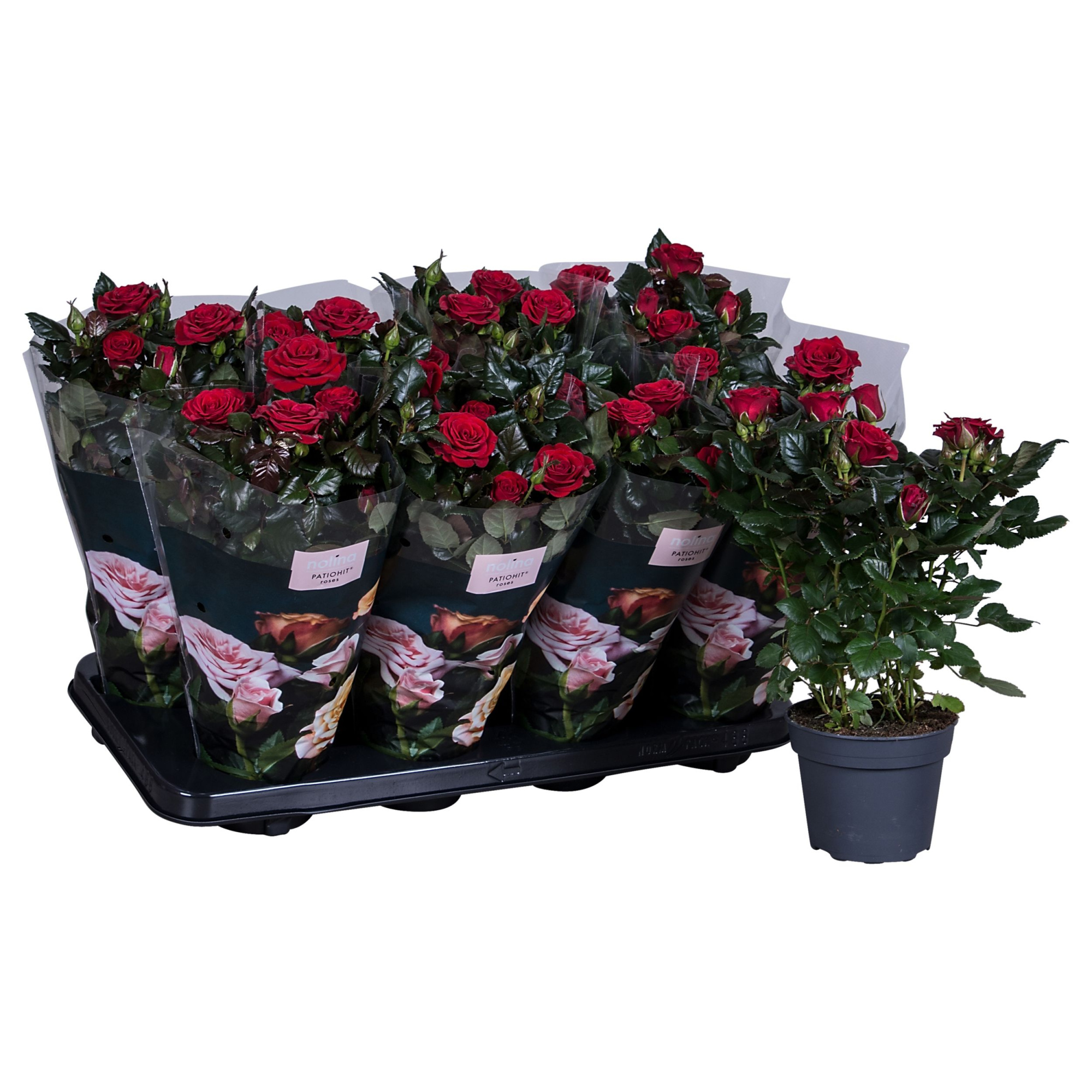 Nolina Roses Ø 13 cm Red st. 2-3, D 13 cm