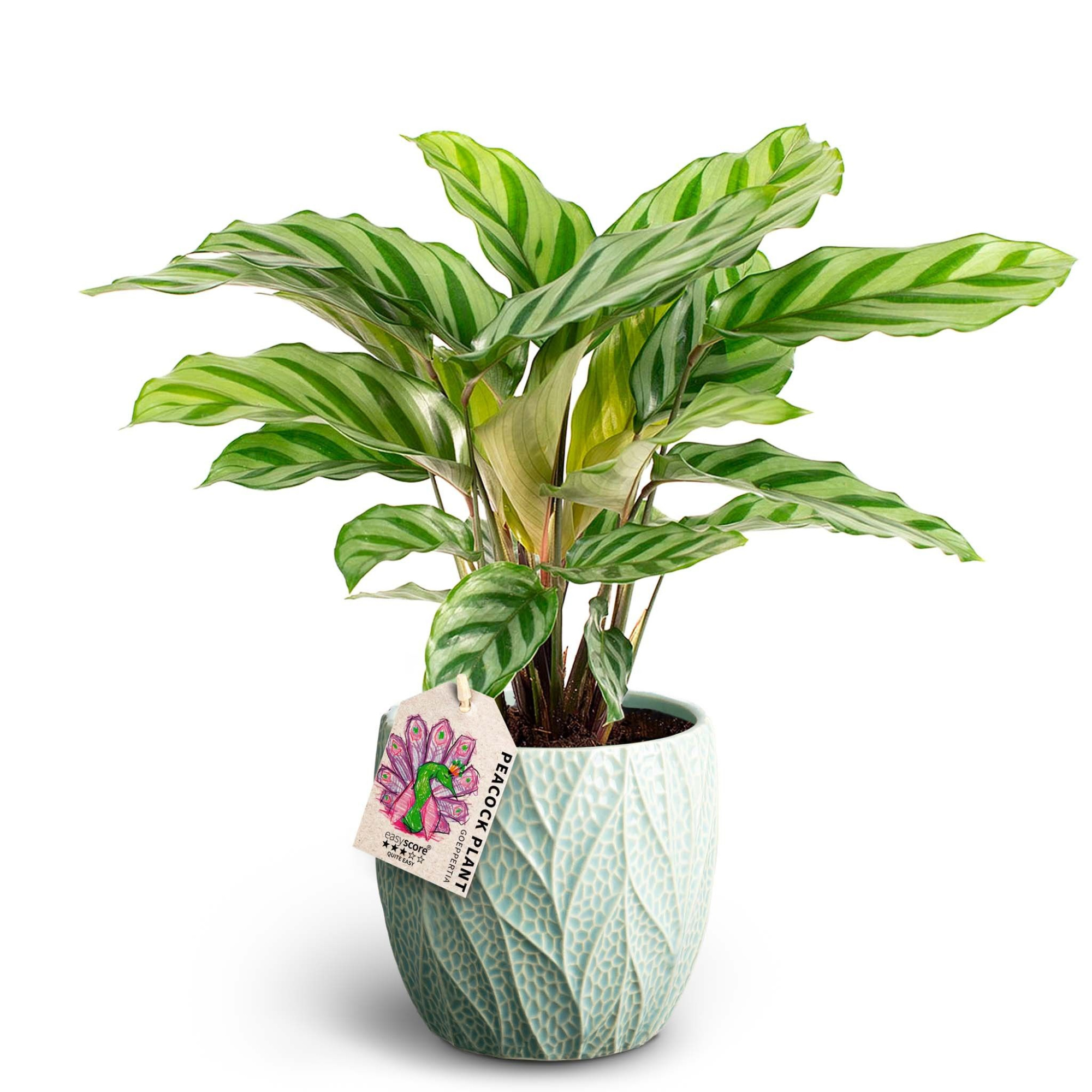 Lea Ocean, Calathea Freddy, D 12 cm