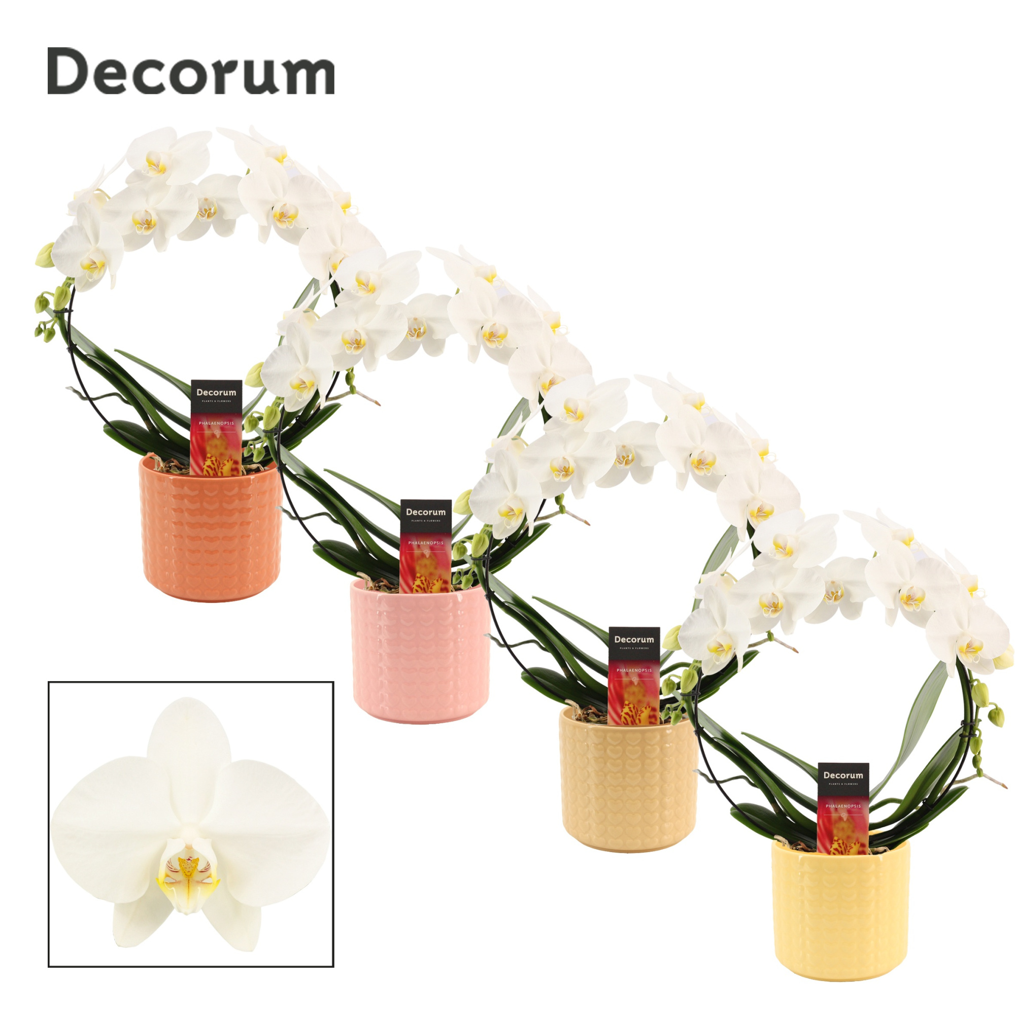 Phalaenopsis boog wit in Kaya (Sympathetic moods-collection), D 12