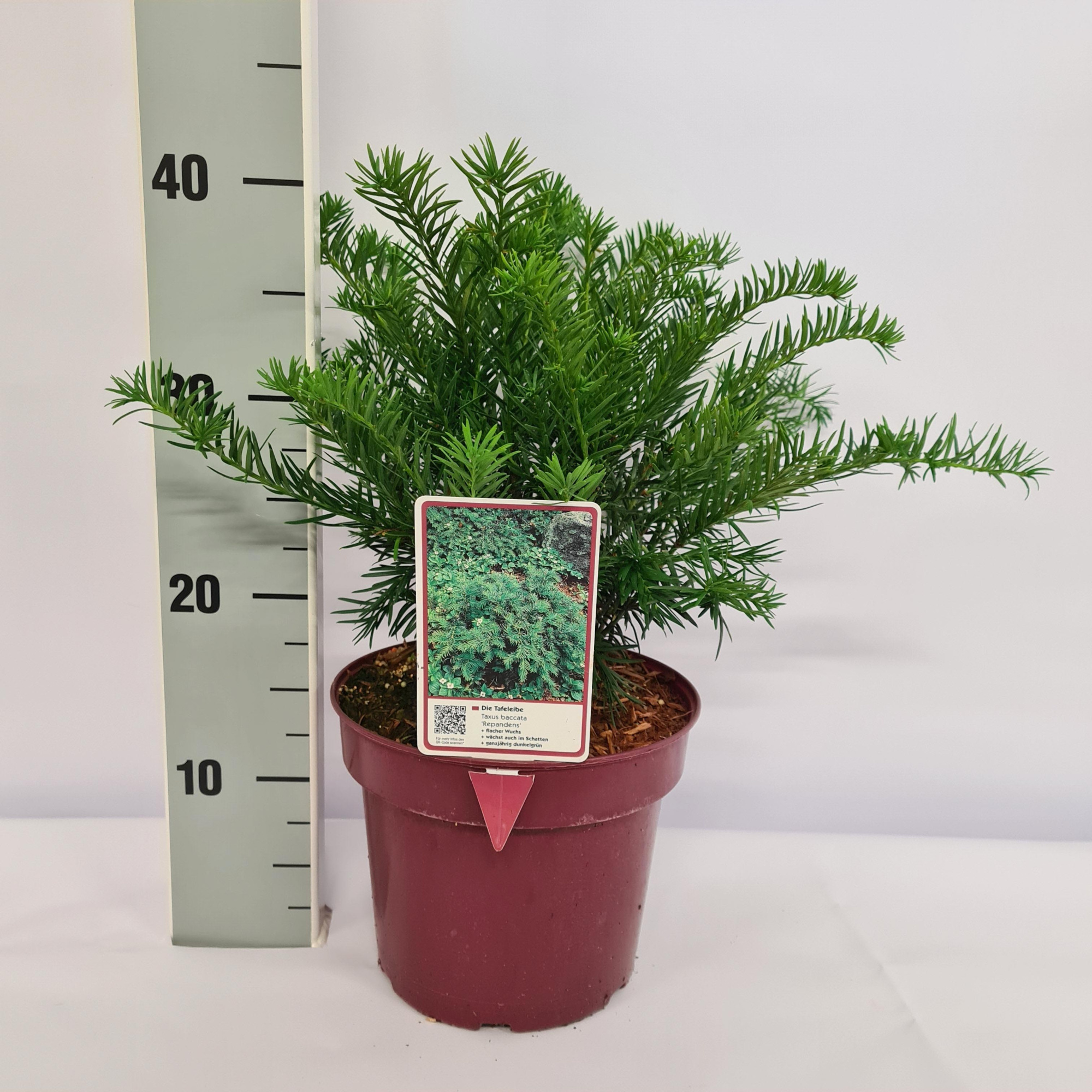 Taxus baccata 'Repandens' C3 20-25, D 19 cm