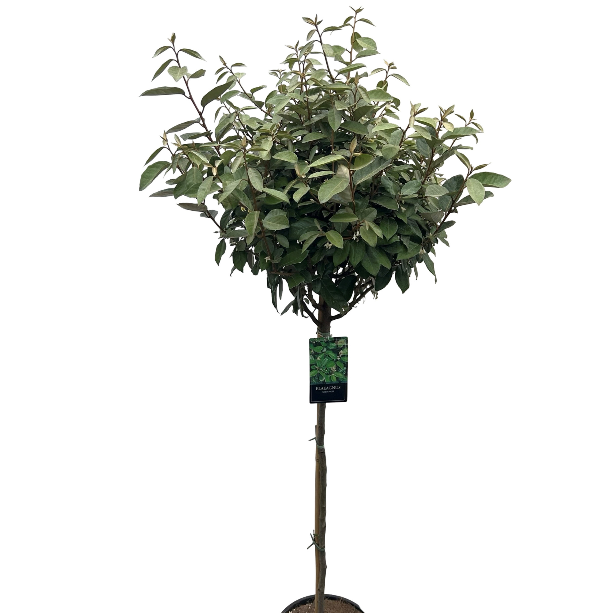 Elaeagnus ebbingii Stam 100 cm, D 38 cm