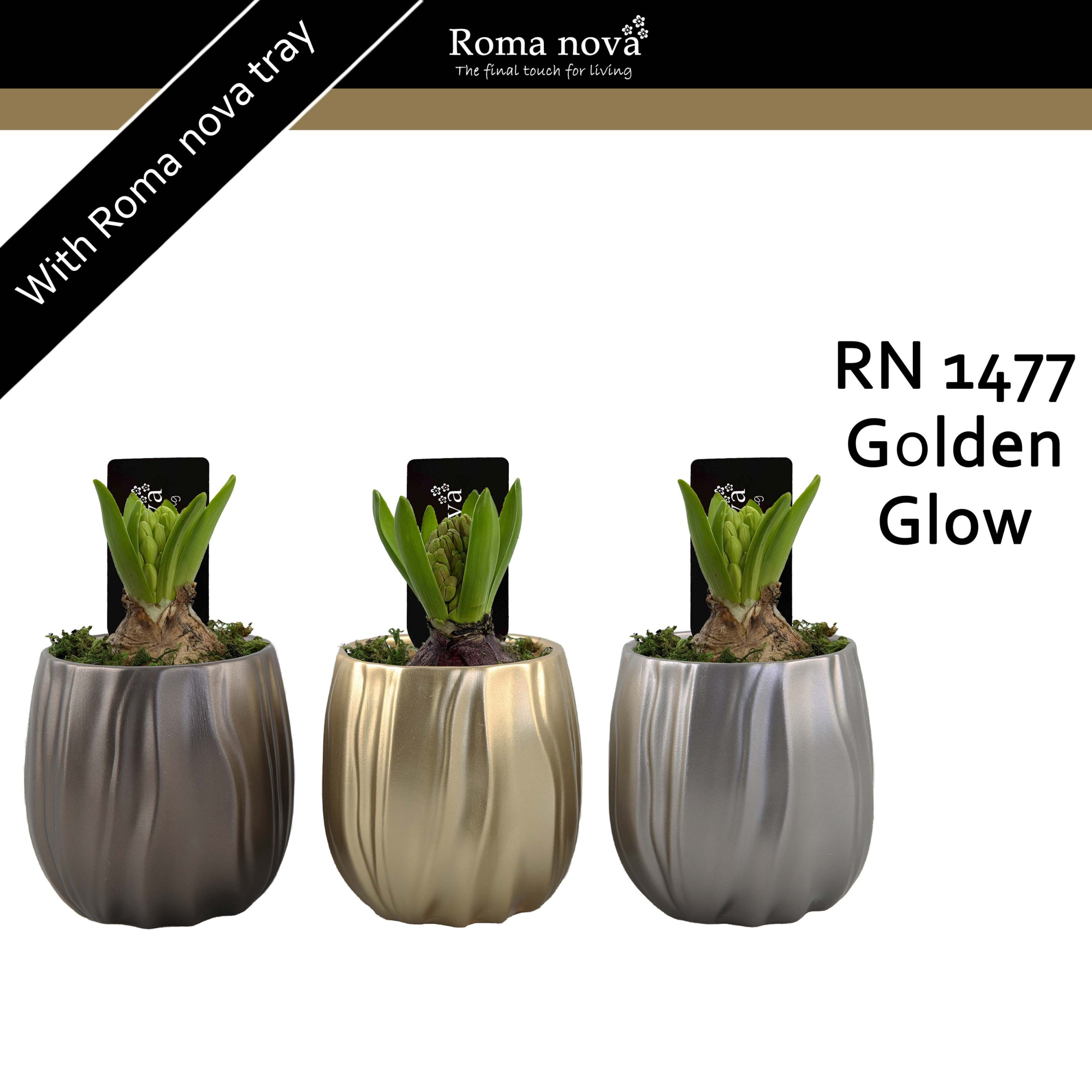 1477 - Golden Glow (Hyacint), D 10