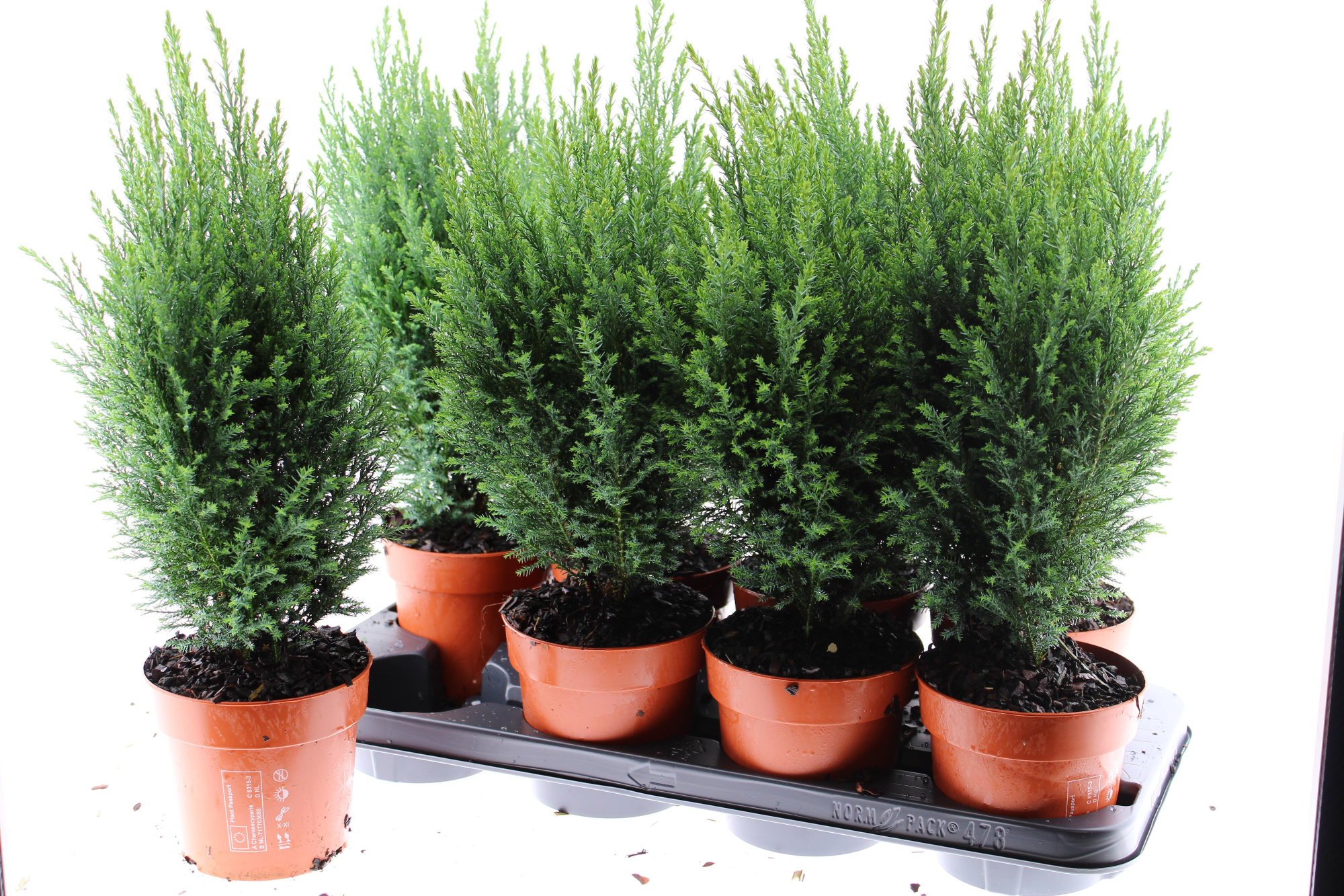 chamaecyparis laws Ellwoodii, D 13 cm