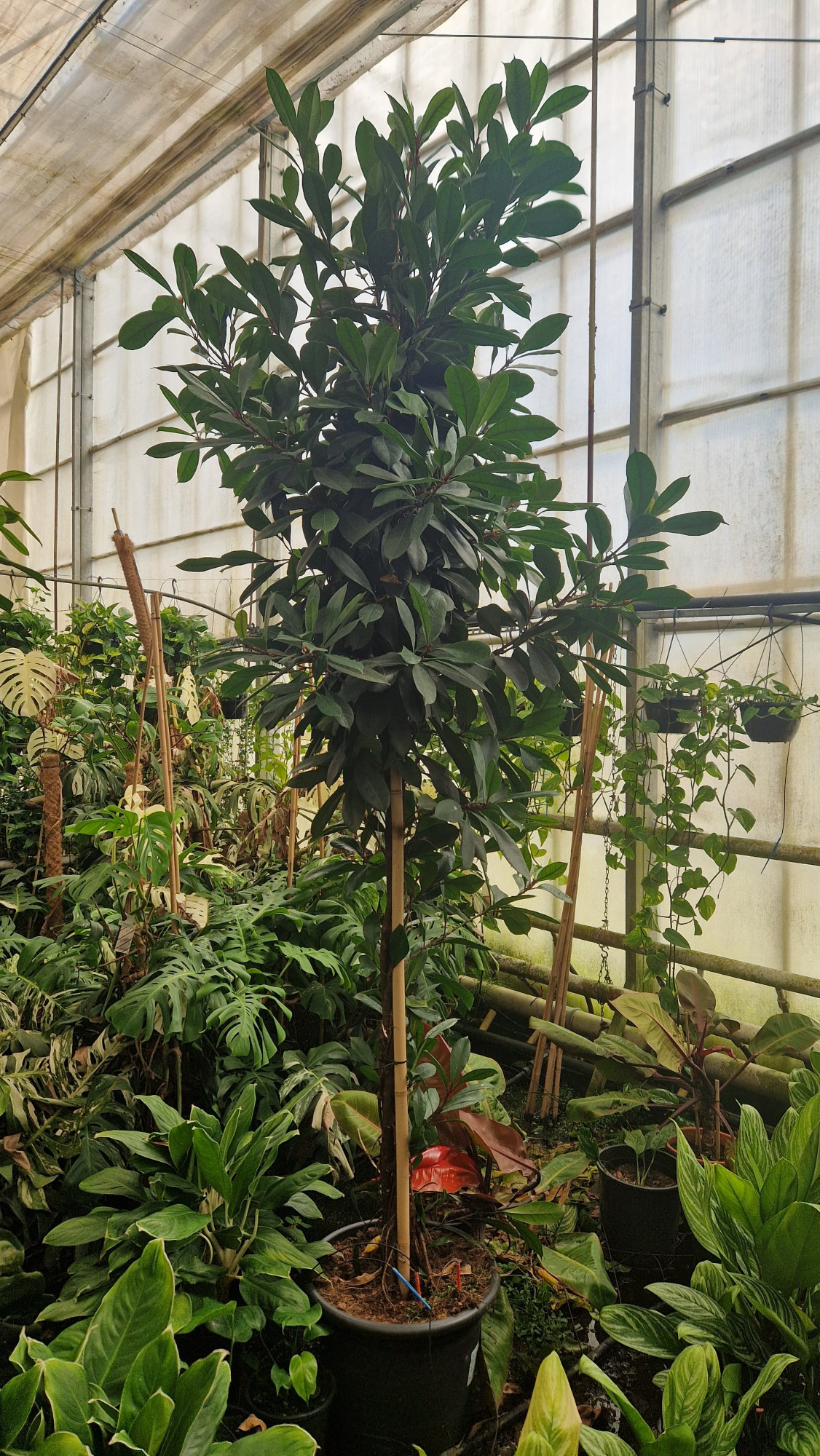 Cyathistipula gedraaide stam XXL 310, D 40