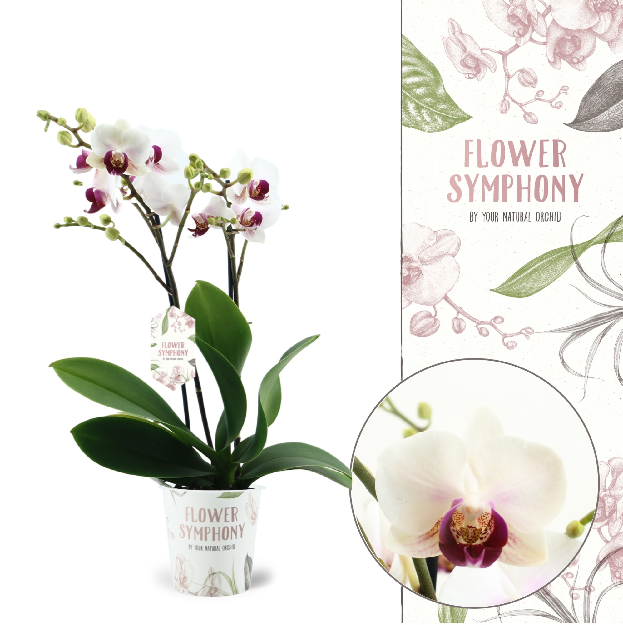 Flower Symphony | Safe Haven | Phalaenopsis 2 spike, D 12 cm