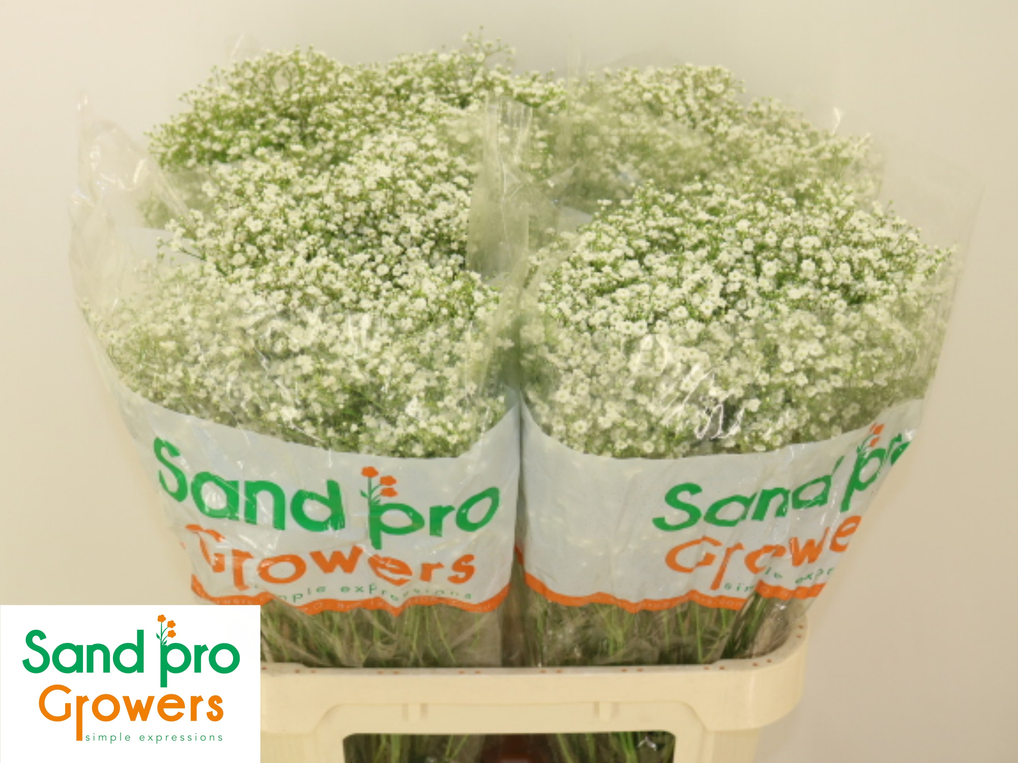 Гипсофила Дискавери 80 (бел.), шт.