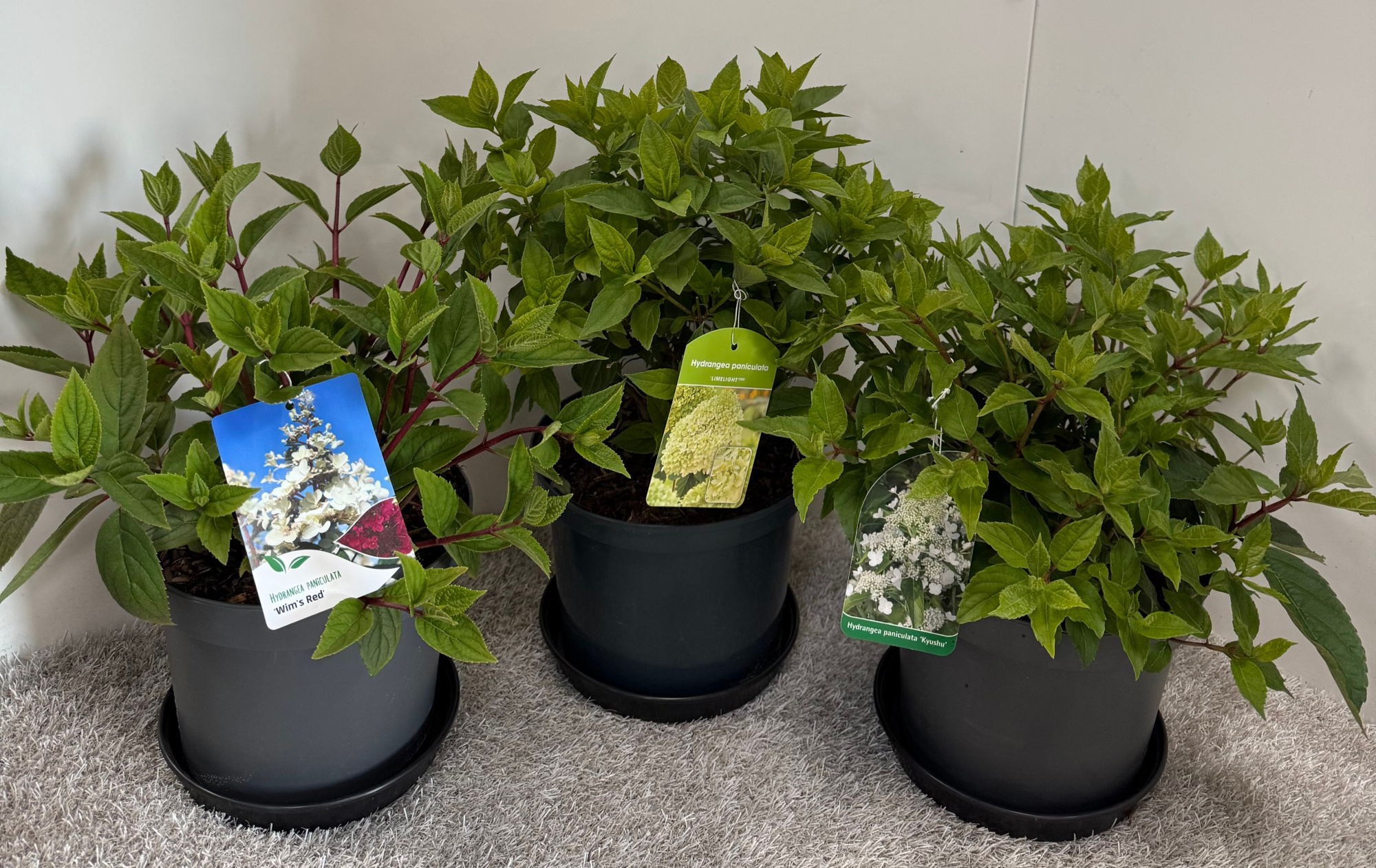 Hydrangea paniculata in Sorten C5, D 23