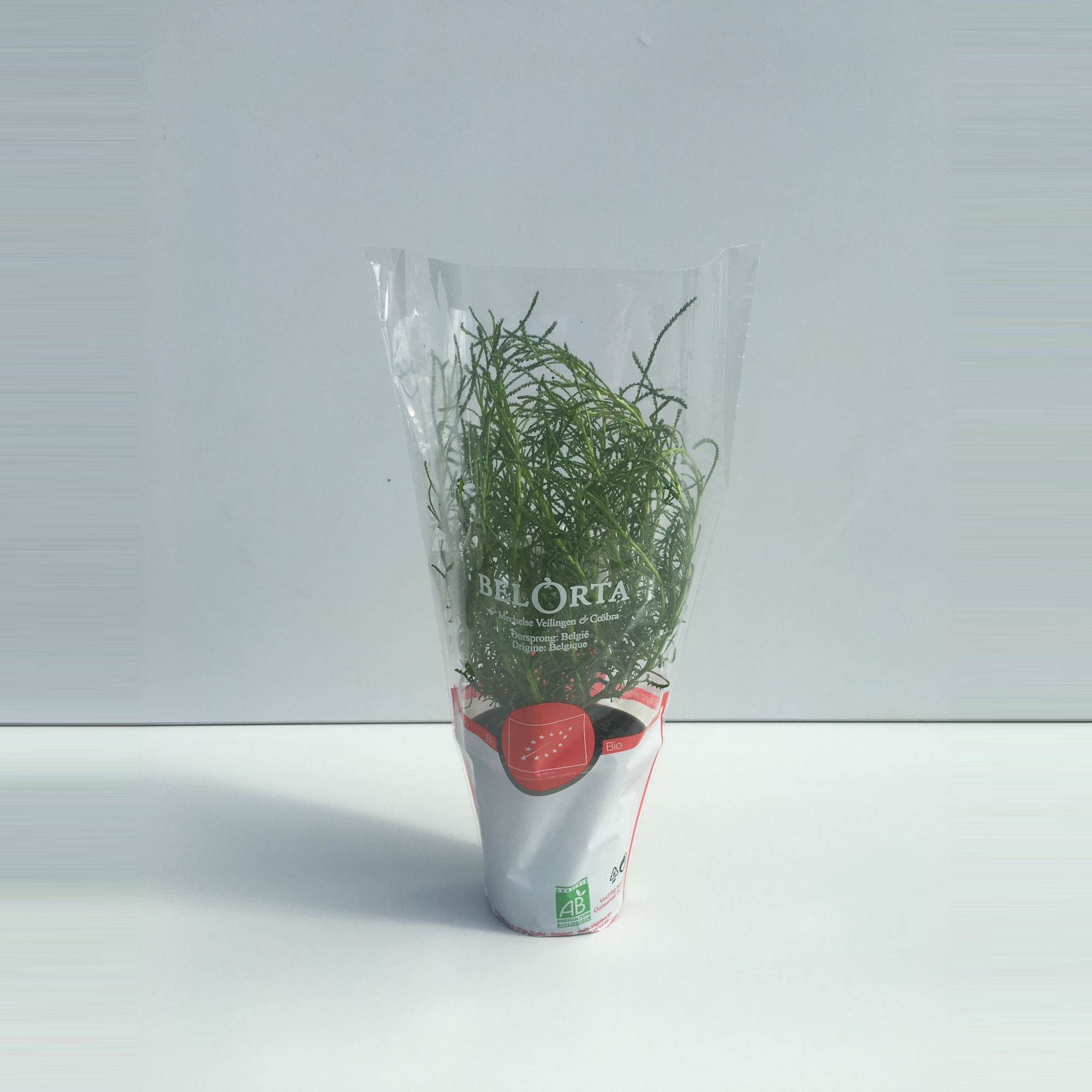 Olijfkruid P9, D 9 cm