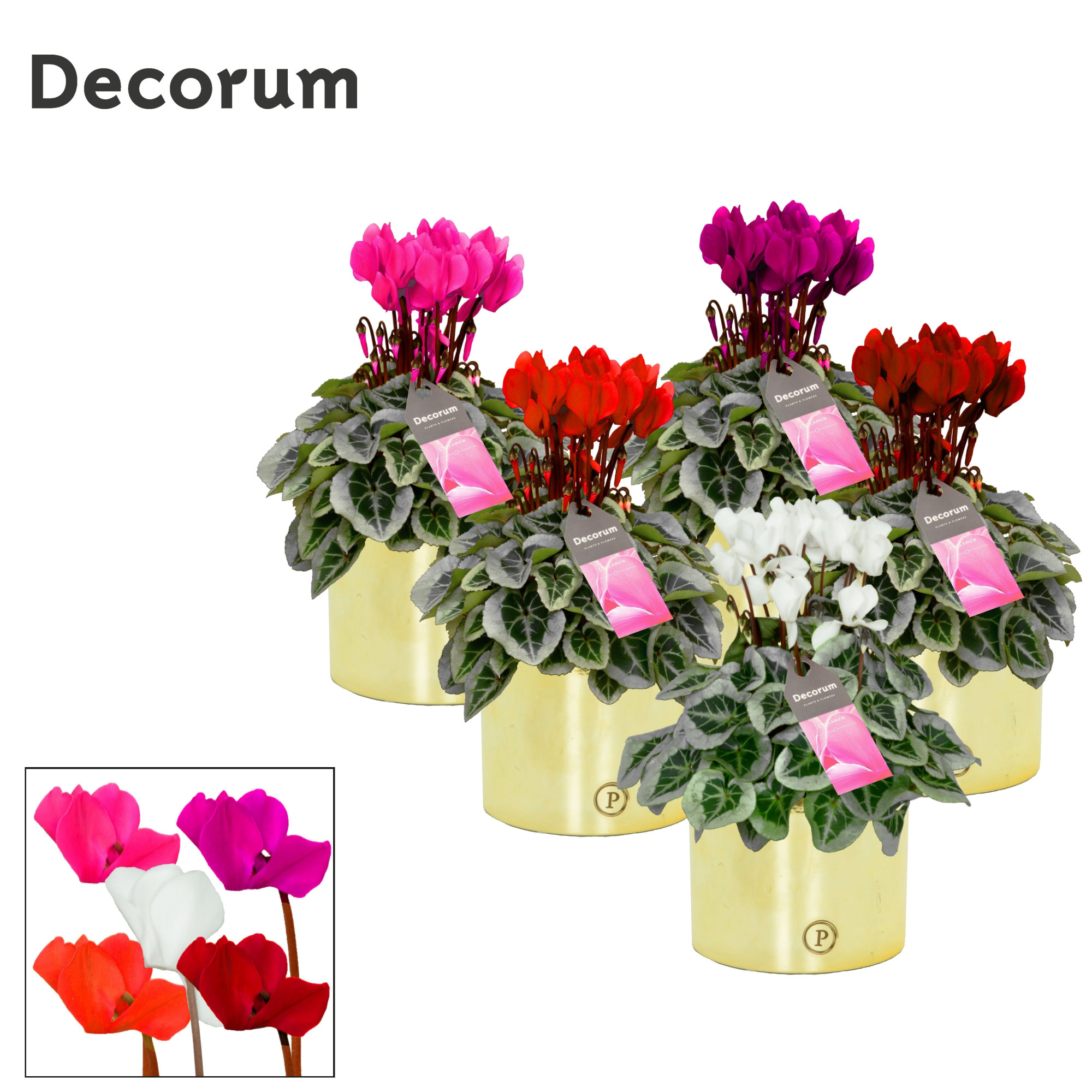 Cyclamen SS Picasso Mix Laryssa shiny gold Decorum, D 13 cm