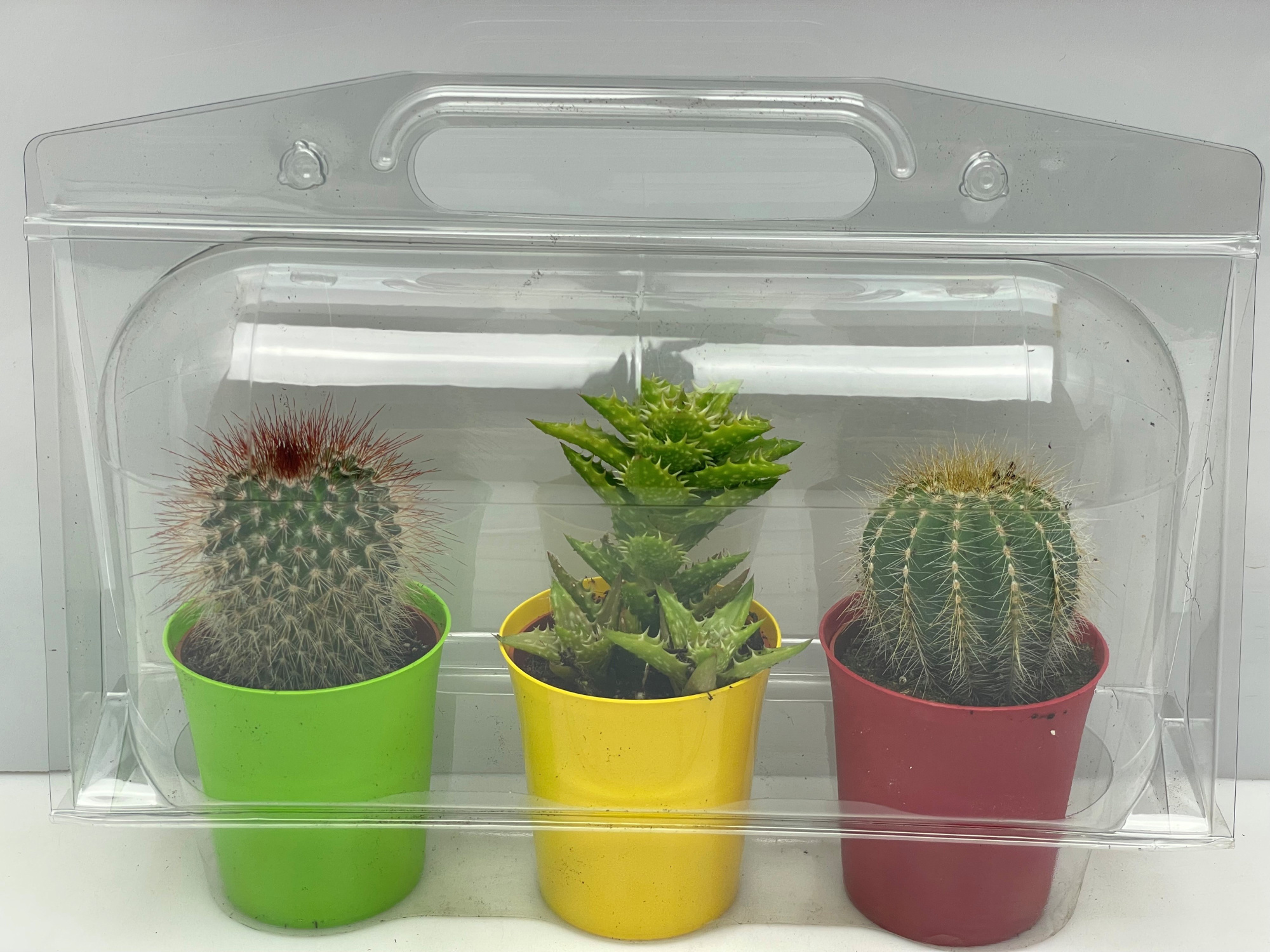 275 Trioblister Cameleon pot cac 6,5 cm, D 7,5 cm