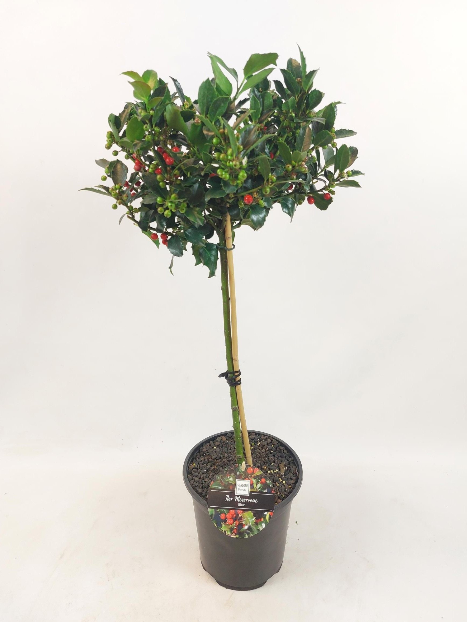 Ilex stam 40 CM, D 19 cm